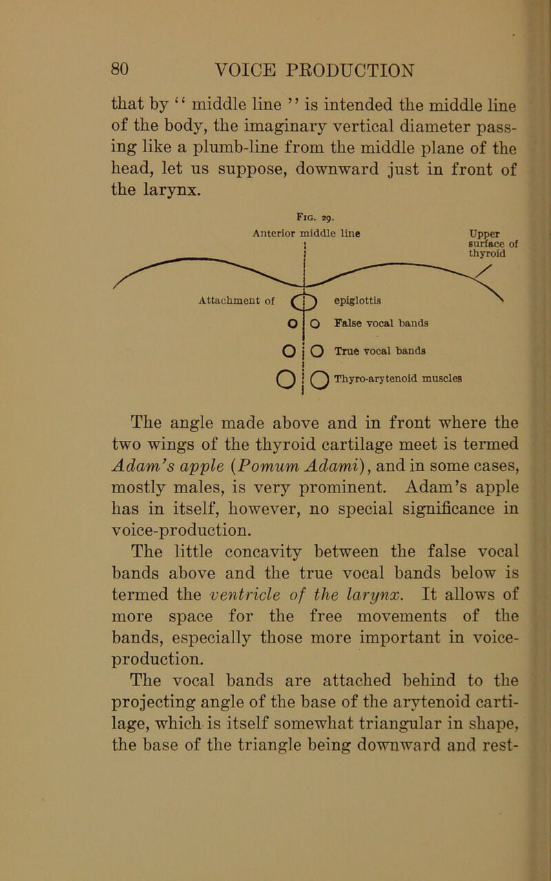 that by ‘ ‘ middle line ’ ’ is intended the middle line of the body, the imaginary vertical diameter pass- ing like a plumb-line from the middle plane of the head, let us suppose, downward just in front of the larynx. Fig. 29. Anterior middle line Upper The angle made above and in front where the two wings of the thyroid cartilage meet is termed Adam’s apple (Pomum Adami), and in some cases, mostly males, is very prominent. Adam’s apple has in itself, however, no special significance in voice-production. The little concavity between the false vocal bands above and the true vocal bands below is termed the ventricle of the larynx. It allows of more space for the free movements of the bands, especially those more important in voice- production. The vocal bands are attached behind to the projecting angle of the base of the arytenoid carti- lage, which is itself somewhat triangular in shape, the base of the triangle being downward and rest-
