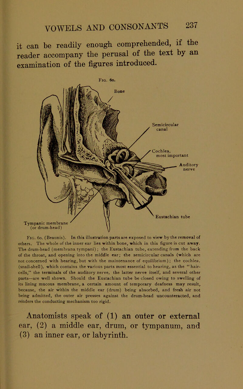 it can be readily enough comprehended, if the reader accompany the perusal of the text by an examination of the figures introduced. Fig. 6o. Fig. 6o. (Beaunis). In this illustration parts are exposed to view by the removal of others. The whole of the inner ear lies within bone, which in this figure is cut away. The drum-head (membrana tympani); the Eustachian tube, extending from the back of the throat, and opening into the middle ear; the semicircular canals (which are not concerned with hearing, but with the maintenance of equilibrium); the cochlea, (snail-shell), which contains the various parts most essential to hearing, as the “hair- cells,” the terminals of the auditory nerve, the latter nerve itself, and several other parts—are well shown. Should the Eustachian tube be closed owing to swelling of its lining mucous membrane, a certain amount of temporary deafness may result, because, the air within the middle ear (drum) being absorbed, and fresh air not being admitted, the outer air presses against the drum-head uncountcracted, and renders the conducting mechanism too rigid. Anatomists speak of (1) an outer or external ear, (2) a middle ear, drum, or tympanum, and (3) an inner ear, or labyrinth.