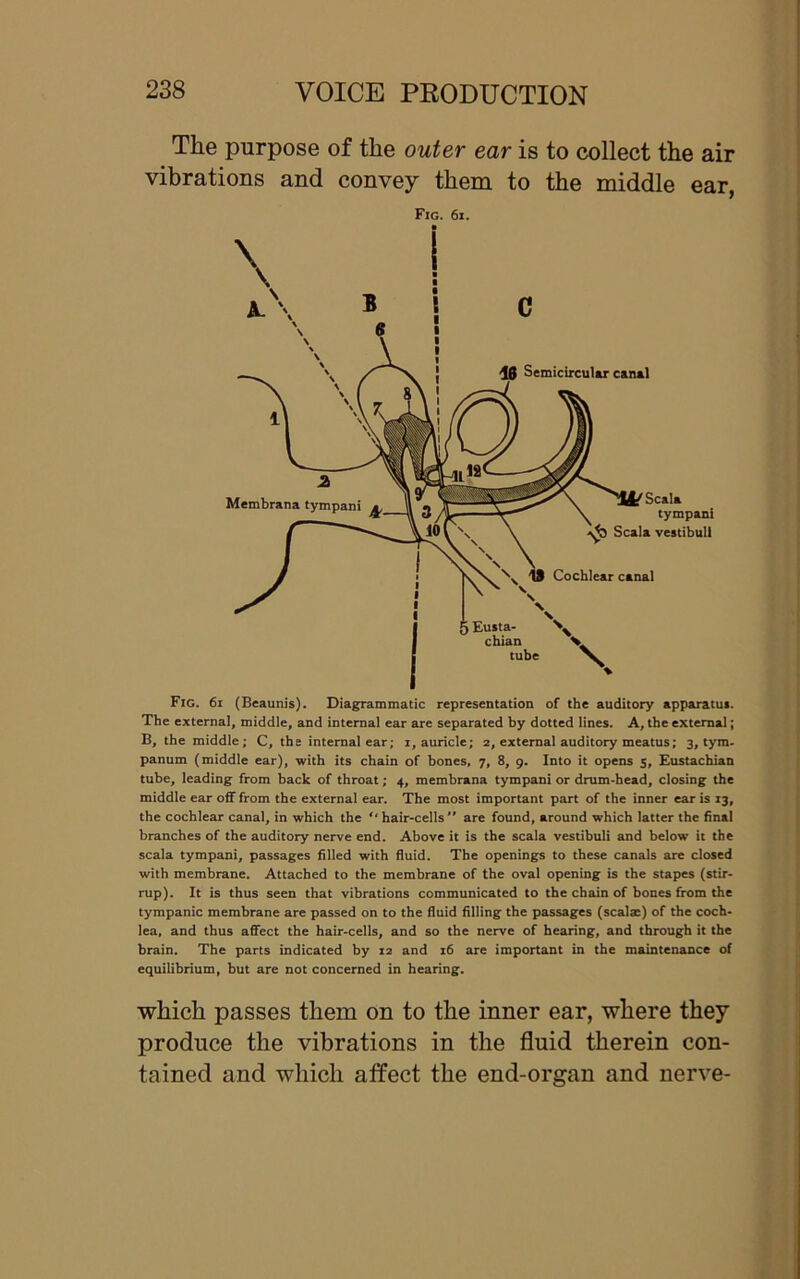 The purpose of the outer ear is to collect the air vibrations and convey them to the middle ear, Fig. 6i. Fig. 6i (Beaunis). Diagrammatic representation of the auditory apparatus The external, middle, and internal ear are separated by dotted lines. A, the external; B, the middle; C, the internal ear; i, auricle; 2, external auditory meatus; 3, tym. panum (middle ear), with its chain of bones, 7, 8, 9. Into it opens 5, Eustachian tube, leading from back of throat; 4, membrana tympani or drum-head, closing the middle ear off from the external ear. The most important part of the inner ear is 13, the cochlear canal, in which the  hair-cells  are found, around which latter the final branches of the auditory nerve end. Above it is the scala vestibuli and below it the scala tympani, passages filled with fluid. The openings to these canals are closed with membrane. Attached to the membrane of the oval opening is the stapes (stir- rup). It is thus seen that vibrations communicated to the chain of bones from the tympanic membrane are passed on to the fluid filling the passages (scala:) of the coch- lea, and thus affect the hair-cells, and so the nerve of hearing, and through it the brain. The parts indicated by 12 and 16 are important in the maintenance of equilibrium, but are not concerned in hearing. which passes them on to the inner ear, where they produce the vibrations in the fluid therein con- tained and which affect the end-organ and nerve-