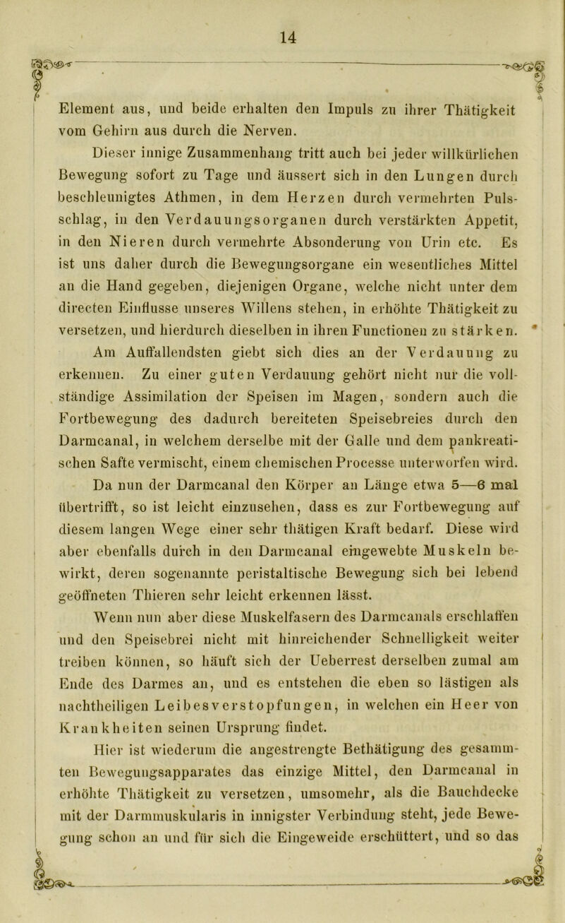 & I Element ans, und beide erhalten den Impuls zu ihrer Thätigkeit vom Gehirn aus durch die Nerven. Dieser innige Zusammenhang tritt auch bei jeder willkürlichen Bewegung sofort zu Tage und äussert sich in den Lungen durch beschleunigtes Athmen, in dem Herzen durch vermehrten Puls- schlag, in den Verdauungsorganen durch verstärkten Appetit, in den Nieren durch vermehrte Absonderung von Urin etc. Es ist uns daher durch die Bewegungsorgane ein wesentliches Mittel an die Hand gegeben, diejenigen Organe, welche nicht unter dem directen Einflüsse unseres Willens stehen, in erhöhte Thätigkeit zu versetzen, und hierdurch dieselben in ihren Functionen zu stärken. Am Auffallendsten giebt sich dies an der Verdauung zu erkennen. Zu einer guten Verdauung gehört nicht nur die voll- ständige Assimilation der Speisen im Magen, sondern auch die Fortbewegung des dadurch bereiteten Speisebreies durch den Darmcanal, in welchem derselbe mit der Galle und dem pankreati- \ sehen Safte vermischt, einem chemischen Processe unterworfen wird. Da nun der Darmcanal den Körper an Länge etwa 5—6 mal übertrifft, so ist leicht einzusehen, dass es zur Fortbewegung auf diesem langen Wege einer sehr thätigen Kraft bedarf. Diese wird aber ebenfalls durch in den Darmcanal eingewebte Muskeln be- wirkt, deren sogenannte peristaltische Bewegung sich bei lebend geöffneten Thieren sehr leicht erkennen lässt. Wenn nun aber diese Muskelfasern des Darmcanals erschlaffen und den Speisebrei nicht mit hinreichender Schnelligkeit weiter treiben können, so häuft sich der Ueberrest derselben zumal am Ende des Darmes an, und es entstehen die eben so lästigen als nachtheiligen Leib es Verstopfungen, in welchen ein Heer von Krankheiten seinen Ursprung findet. Hier ist wiederum die angestrengte Bethätigung des gesamm- ten Bewegungsapparates das einzige Mittel, den Darmcanal in erhöhte Thätigkeit zu versetzen, umsomehr, als die Bauchdecke mit der Darmmuskularis in innigster Verbindung steht, jede Bewe- gung schon an und für sich die Eingeweide erschüttert, und so das