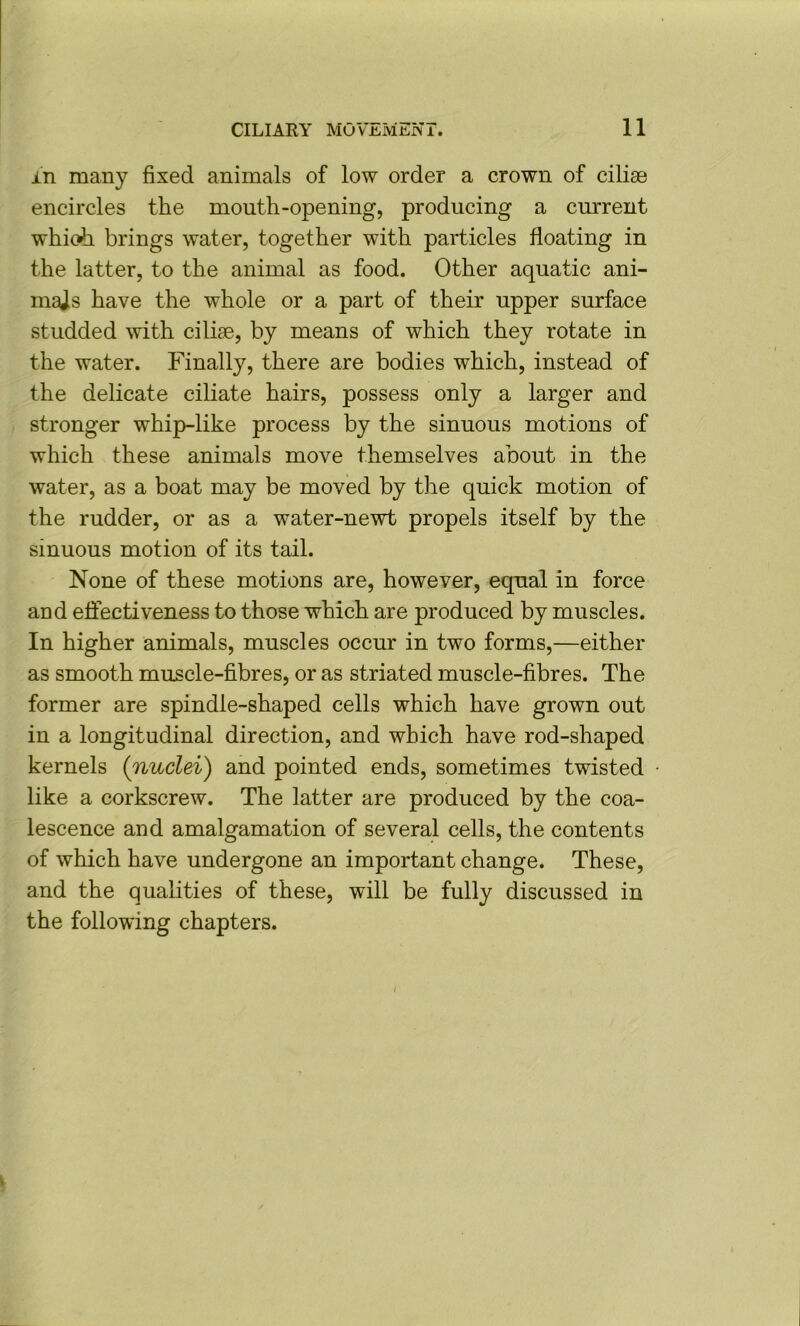 in many fixed animals of low order a crown of ciliae encircles the mouth-opening, producing a current whioh brings water, together with particles floating in the latter, to the animal as food. Other aquatic ani- majs have the whole or a part of their upper surface studded with ciliae, by means of which they rotate in the water. Finally, there are bodies which, instead of the delicate ciliate hairs, possess only a larger and stronger whip-like process by the sinuous motions of which these animals move themselves about in the water, as a boat may be moved by the quick motion of the rudder, or as a water-newt propels itself by the sinuous motion of its tail. None of these motions are, however, equal in force and eflectiveness to those which are produced by muscles. In higher animals, muscles occur in two forms,—either as smooth muscle-fibres, or as striated muscle-fibres. The former are spindle-shaped cells which have grown out in a longitudinal direction, and which have rod-shaped kernels (nuclei) and pointed ends, sometimes twisted like a corkscrew. The latter are produced by the coa- lescence and amalgamation of several cells, the contents of which have undergone an important change. These, and the qualities of these, will be fully discussed in the following chapters.