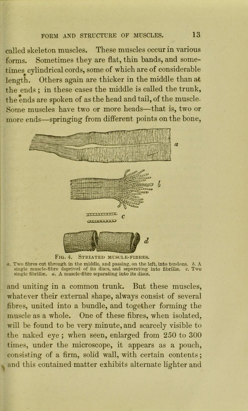 called skeleton muscles. These muscles occur in various forms. Sometimes they are flat, thin bands, and some- times cylindrical cords, some of which are of considerable length. Others again are thicker in the middle than at the ends ; in these cases the middle is called the trunk, the ends are spoken of as the head and tail, of the muscle. Some muscles have two or more heads—that is, two or more ends—springing from different points on the bone, Fig. 4. Striated muscle-fibres. a. Two fibres cut through in the middle, and passing, on the left, into tendons, h. A single muscle-fibre deprived of its discs, and separating into fibrillte. c. Two single fibriUse. u. A muscle-fibre separating into its discs. and uniting in a common trunk. But these muscles, whatever their external shape, always consist of several fibres, united into a bundle, and together forming the muscle as a whole. One of these fibres, when isolated, will be found to be very minute, and scarcely visible to the naked eye ; when seen, enlarged from 250 to 300 times, under the microscope, it appears as a pouch, consisting of a firm, solid wall, with certain contents; ^ and this contained matter exhibits alternate lighter and