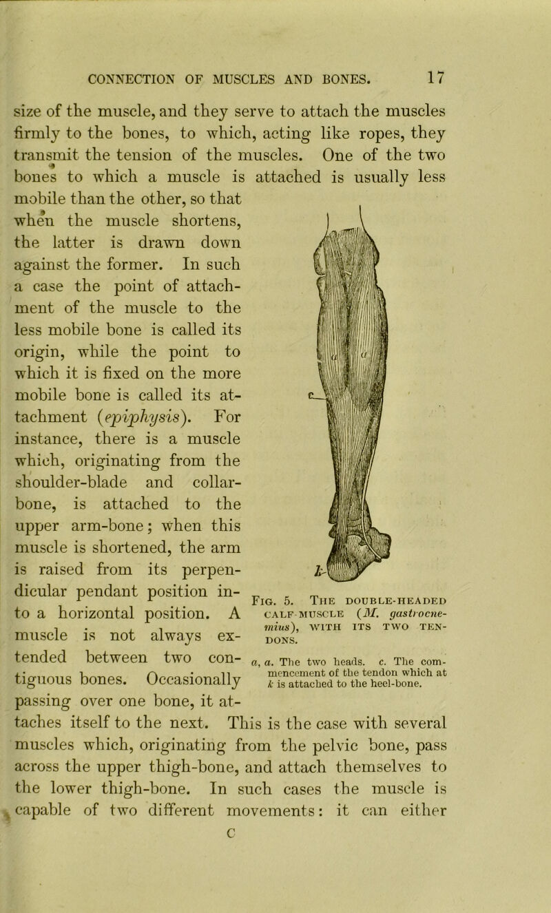 size of the muscle, and they serve to attach the muscles firmly to the bones, to which, acting like ropes, they transmit the tension of the muscles. One of the two bones to which a muscle is attached is usually less mobile than the other, so that to a horizontal position. A calf muscle {M. gastiocne- 11 menccment or tue tenaon wm tlgUOUS bones. Occasionally i-is attached to the hecl-bone, passing over one bone, it at- taches itself to the next. This is the case with several muscles which, originating from the pelvic bone, pass across the upper thigh-bone, and attach themselves to the lower thigh-bone. In such cases the muscle is . capable of two different movements: it can either when the muscle shortens, the latter is drawn down against the former. In such a case the point of attach- ment of the muscle to the less mobile bone is called its origin, while the point to which it is fixed on the more mobile bone is called its at- tachment (epiphysis). For instance, there is a muscle which, originating from the shoulder-blade and collar- bone, is attached to the upper arm-bone; when this muscle is shortened, the arm is raised from its perpen- dicular pendant position in- Fig. 5. The double-headed muscle is not always ex- tended between two con- mius), WITH ITS TWO TEN- DONS. a, a. The two heads, c. The com- mencement of the tendon which at C