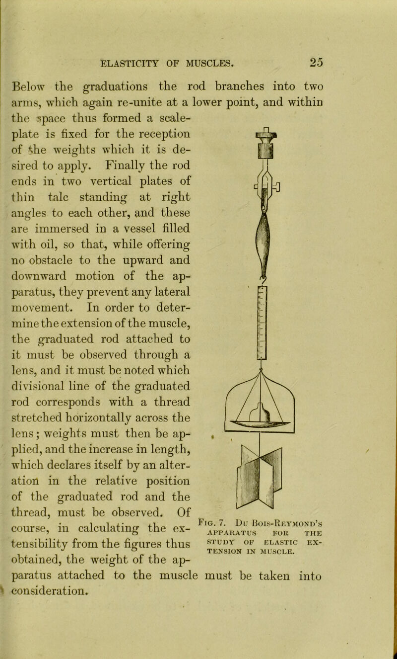 Below the graduations the rod branches into two arms, which again re-unite at a lower point, and within the space thus formed a scale- plate is fixed for the reception of the weights which it is de- sired to apply. Finally the rod ends in two vertical plates of thin talc standing at right angles to each other, and these are immersed in a vessel filled with oil, so that, while offering no obstacle to the upward and downward motion of the ap- paratus, they prevent any lateral movement. In order to deter- mine the extension of the muscle, the graduated rod attached to it must be observed through a lens, and it must be noted which divisional line of the graduated rod corresponds with a thread stretched horizontally across the lens ; weights must then be ap- plied, and the increase in length, which declares itself by an alter- ation in the relative position of the graduated rod and the thread, must be observed. Of course, in calculating the ex- tensibility from the figures thus obtained, the weight of the ap- paratus attached to the muscle must be taken into consideration. Fig. 7. Du Bois-Reymond’s APPARATUS FOR THE STUDY OF ELASTIC EX- TENSION IN MUSCLE.