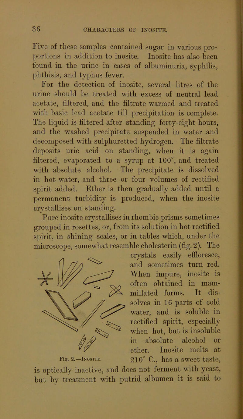 Five of these samples contained sugar in various pro- portions in addition to inosite. Inosite has also been found in the urine in cases of albuminuria, syphilis, phthisis, and typhus fever. For the detection of inosite, several litres of the urine should be treated with excess of neutral lead acetate, filtered, and the filtrate warmed and treated with basic lead acetate till precipitation is complete. The liquid is filtered after standing forty-eight hours, and the washed precipitate suspended in water and decomposed with sulphuretted hydrogen. The filtrate deposits uric acid on standing, when it is again filtered, evaporated to a syrup at 100°, and treated with absolute alcohol. The precipitate is dissolved in hot water, and three or four volumes of rectified spirit added. Ether is then gradually added until a permanent turbidity is produced, when the inosite crystallises on standing. Pure inosite crystallises in rhombic prisms sometimes grouped in rosettes, or, from its solution in hot rectified spirit, in shining scales, or in tables which, under the microscope, somewhat resemble cholesterin (fig. 2). The crystals easily efiloresce, and sometimes turn red. When impure, inosite is often obtained in mam- millated forms. It dis- solves in 16 parts of cold water, and is soluble in rectified spirit, especially when hot, but is insoluble in absolute alcohol or ether. Inosite melts at 210° C., has a sweet taste, is optically inactive, and does not ferment with yeast, but by treatment with putrid albumen it is said to