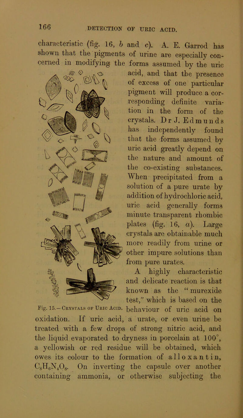 characteristic (fig. 16, h and c). A. E. Garrod has shown that the pigments of urine are especially con- cerned in modifying the forms assumed by the uric acid, and that the presence of excess of one particular pigment will produce a cor- responding definite varia- tion in the form of the crystals. DrJ. Edmunds has independently found that the forms assumed by uric acid greatly depend on the nature and amount of the co-existing substances. When precipitated from a solution of a pure urate by addition of hydrochloric acid, uric acid generally forms minute transparent rhombic plates (fig. 16, a). Large crystals are obtainable much more readily from urine or other impure solutions than from pure urates. A highly characteristic and delicate reaction is that known as the “ murexide test,” which is based on the Fig. 15.-Crystals OF Uric Acid. jour of uric acid on oxidation. If uric acid, a urate, or even urine be treated with a few drops of strong nitric acid, and the liquid evaporated to dryness in porcelain at 100°, a yellowish or red residue will be obtained, which owes its colour to the formation of alloxantin, C8H6N4O8. On inverting the capsule over another containing ammonia, or otherwise subjecting the