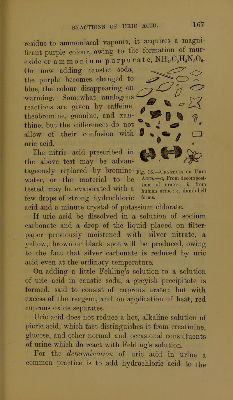 residue to ammoniacal vapours, it acquires a magni- ficent purple colour, owing to the formation of mur- exide or ammonium purpuratc, NH4.C8H4N5O8. On now adding caustic soda, the purple becomes changed to <=> blue, the colour disappearing on warming. Somewhat analogous reactions are given by caffeine, theobromine, guanine, and xan- thine, but the differences do not allow of their confusion with uric acid. The nitric acid prescribed in the above test may be advan- tageously replaced by bromine- Fig. le.—Crystals of Uric water, or the material to be acid.—«, From decomposi- , , . 1 •, 1 'ioii of urates; &, from tested may be evaporated with a human urine; c, dumb-bell few drops of strong hydrochloric acid and a minute crystal of potassium chlorate. If uric acid be dissolved in a solution of sodium carbonate and a drop of the liquid placed on filter- paper previously moistened with silver nitrate, a yellow, brown or black spot will be produced, owing to the fact that silver carbonate is reduced by uric acid even at the ordinary temperature. On adding a little Fehling’s solution to a solution of uric acid in caustic soda, a greyish precipitate is formed, said to consist of cuprous urate; but with excess of the reagent, and on application of heat, red cuprous oxide separates. Uric acid does not reduce a hot, alkaline solution of picric acid, which fact distinguishes it from creatinine, glucose, and other normal and occasional constituents of urine which do react with Fehling’s solution. For the determination of uric acid in urine a common practice is to add hydrochloric acid to the