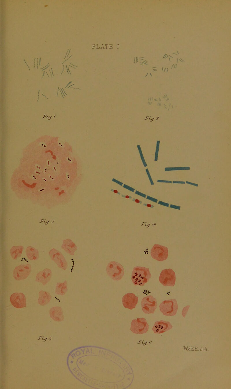 /> V. Figl H* * ' ••••. • r \ a ^ .* t ‘‘e FL(f 5 Fi (f 4 Fije Wd-EE, delt.