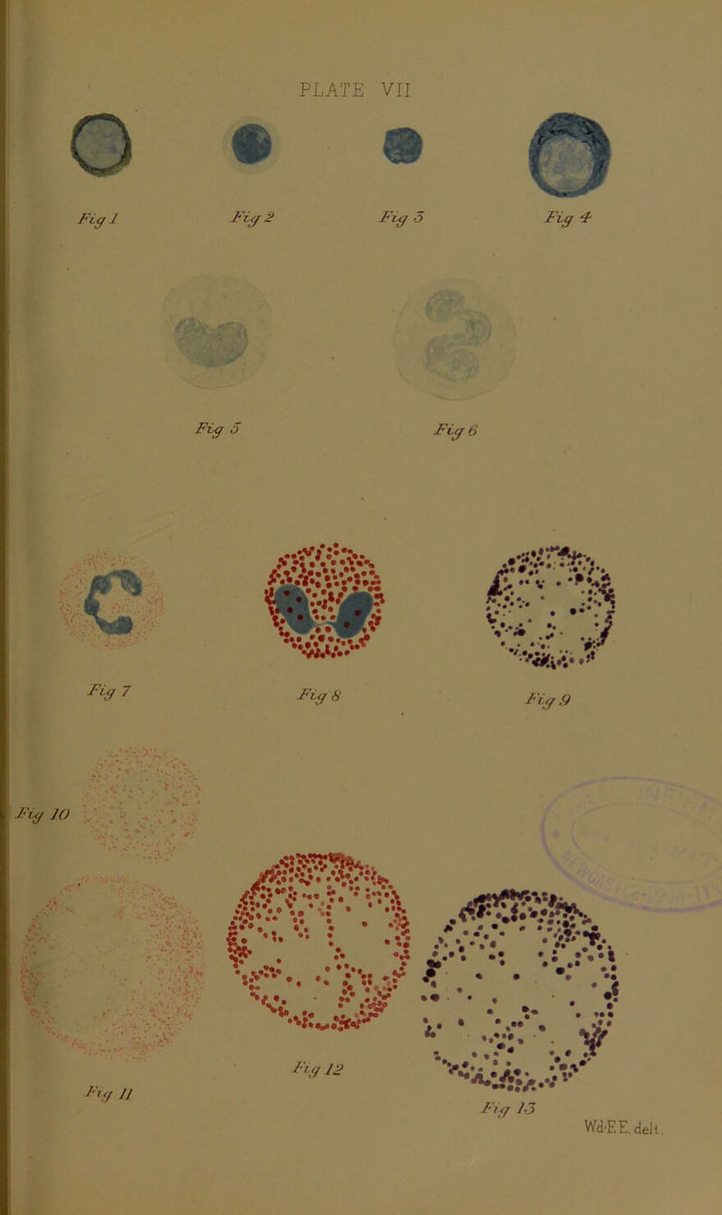 Ftg 5 » I 7 Fig 8 Fig 6 ••5*** **^^l*> <6:- • • 4 I **•••: •' yQs ■J/ Fig .9 Fig JO \ •. A ; *. .-. .• • w. -' ■ i \ . * AJ - J-ig n rfSJ**.V**^ • w**>^ .. *.; • ••> -••>*•• •- - A*** , S. tffr V •;.V^.* •• « • •* • • . •• •••• :•. V •• • •2:  •'•'S’ Ftg 12 .*. *, •. * • .V* T;*. «... .: •* .' * * '3 • •»• * *• * *. Fig 13 Wd.EE.delt.