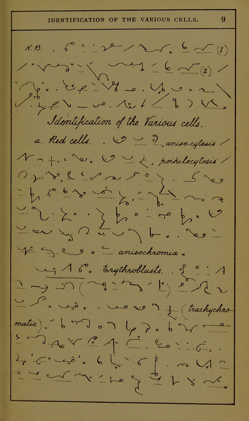 IDENTIFICATION OF THE VARIOUS CELLS. /r.G. . r t ) \ . W w ^ ^ > ^\x ySZ \ } VA..., Jd4rr?Xfu^^ of £k fasuoud ce/&. cL, /£tct CdXld. . *}-■-, cvn^4-o-cyto<ul4 / ^ j-. c CNs«> „ v^. ) fcoiJ(^hcy£<xUJ / n ,.^/v, <l c...^ — ^ °..\ . _jf v_* r fc/v '' ~l./ ■ >/ • ( i„ ■' -• ^ l,,* ^ ' ' ••'••' ' ., -. '-VS I, , . %., 1.. 'VVrr - C-^ - o u/ru^^cjisurncui, x v-^—^ ^ ^* ^>CL^iAcccrS^coj^4. . vf ° ‘ /<| ' -v ■ w: ' \'' -\'):.) ^ -•< v ' / n C>V i < > V_'y n° * • V-'£ ° ’ ^.. ; t^ULcAycA/LO- m'cU) ■ 7 , L *v- -rT: <?.^j- CT. . Vo s_ Lr V ’, C 1^7 V P . ^ 1^1 7 *