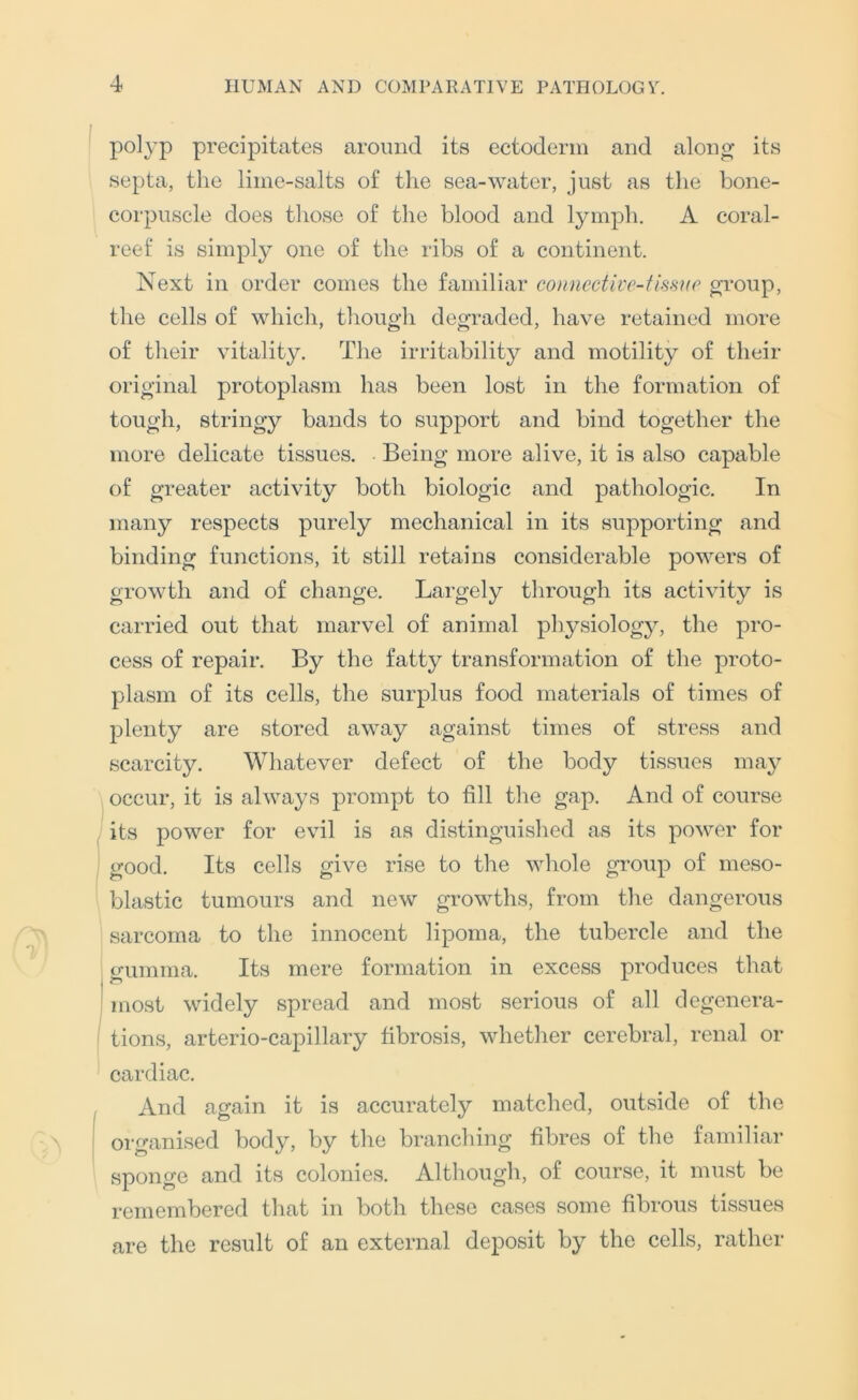 polyp precipitates around its ectoderm and along its septa, the lime-salts of the sea-water, just as the bone- corpuscle does those of the blood and lymph. A coral- reef is simpl}^ one of the libs of a continent. Next in order comes the familiar conncetive-Umio group, the cells of which, though degraded, have retained more of their vitality. The irritability and motility of their original protoplasm has been lost in the formation of tough, stringy bands to support and bind together the more delicate tissues. Being more alive, it is also capable of greater activity both biologic and pathologic. In many respects purely mechanical in its supporting and binding functions, it still retains considerable powers of growth and of change. Largely through its activity is carried out that marvel of animal physiology, the pro- cess of repair. By the fatty transformation of the proto- plasm of its cells, the surplus food materials of times of plenty are stored away against times of stress and scarcity. Whatever defect of the body tissues may occur, it is always prompt to fill the gap. And of course its power for evil is as distinguished as its power for good. Its cells give rise to the whole group of meso- blastic tumours and new growths, from the dangerous sarcoma to the innocent lipoma, the tubercle and the trumnia. Its mere formation in excess produces that I ^ most widely spread and most serious of all degenera- ^ tions, arterio-capillary fibrosis, whether cerebral, renal or cardiac. And again it is accurately matched, outside of the organised body, by the branching fibres of the familiar i sponge and its colonies. Although, of course, it must be remembered that in both these cases some fibrous tissues are the result of an external deposit by the cells, rather