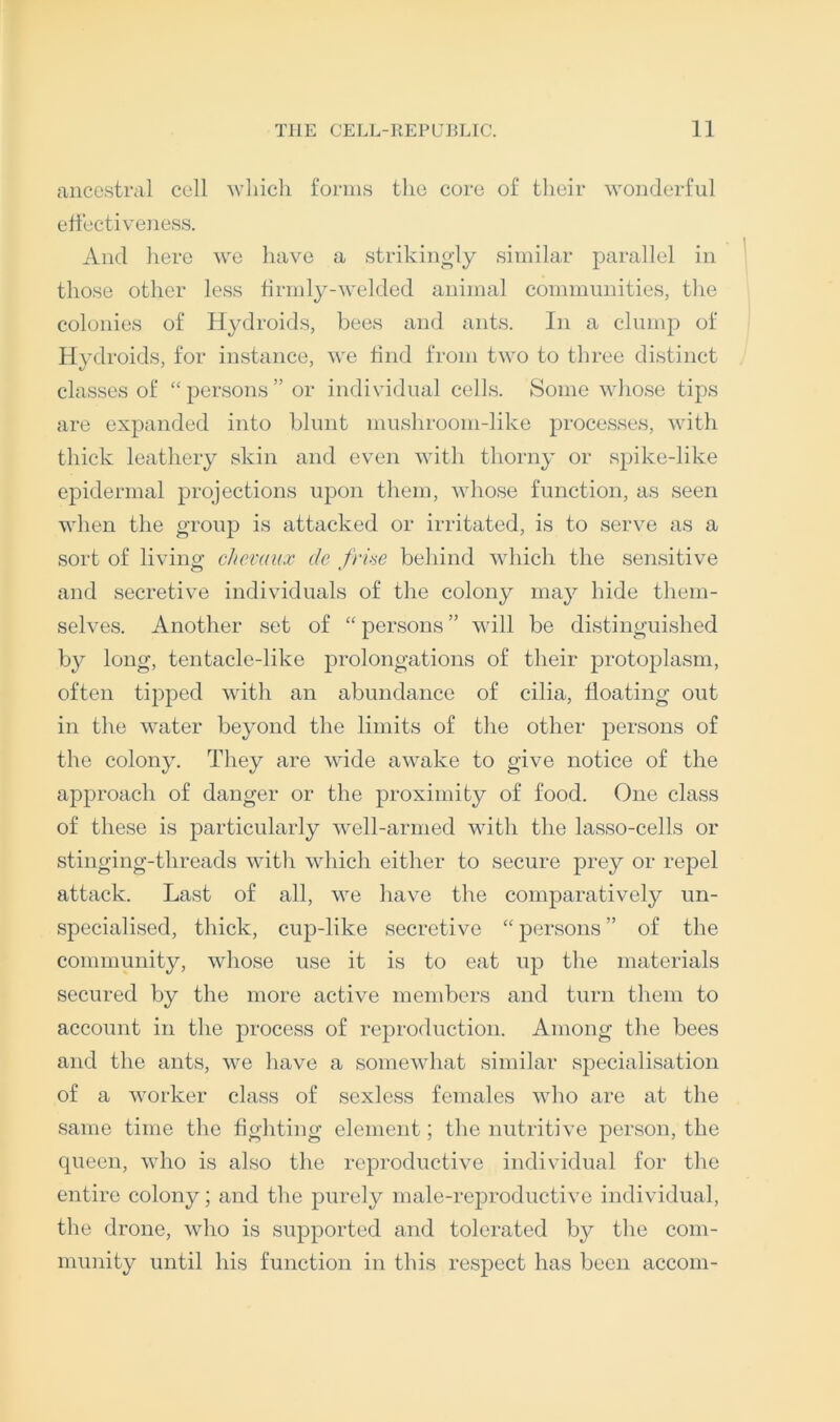 ancestral cell 'which forms the core of their wonderful ehectiveiiess. And here we have a strikinoly similar parallel in those other less firmly-welded animal communities, the colonies of Hj^droids, bees and ants. In a clumjD of Hydroids, for instance, we find from two to three distinct classes of “persons” or individual cells. Some whose tips are expanded into blunt mushroom-like processes, with thick leathery skin and even with thoiaiy or spike-like epidermal projections upon them, whose function, as seen when the group is attacked or irritated, is to serve as a sort of living cheraux de friae behind which the sensitive and secretive individuals of the colony ma}^ hide them- selves. Another set of “ persons ” will be distinguished by long, tentacle-like prolongations of their protoplasm, often tipped with an abundance of cilia, floating out in the water beyond the limits of the other persons of the colony. They are wide awake to give notice of the approach of danger or the proximity of food. One class of these is particularly Mxll-armed with the lasso-cells or stinging-threads witli which either to secure prey or repel attack. Last of all, we have the comparatively un- specialised, thick, cup-like secretive “ persons ” of the community, whose use it is to eat up tlie materials secured by the more active members and turn them to account in the process of reproduction. Among the bees and the ants, we have a somewhat similar specialisation of a worker class of sexless females who are at the same time the fighting element; the nutritive person, the queen, who is also the reproductive individual for the entire colony; and the purely male-reproductive individual, the drone, who is supported and tolerated by the com- munity until his function in this respect has been accom-