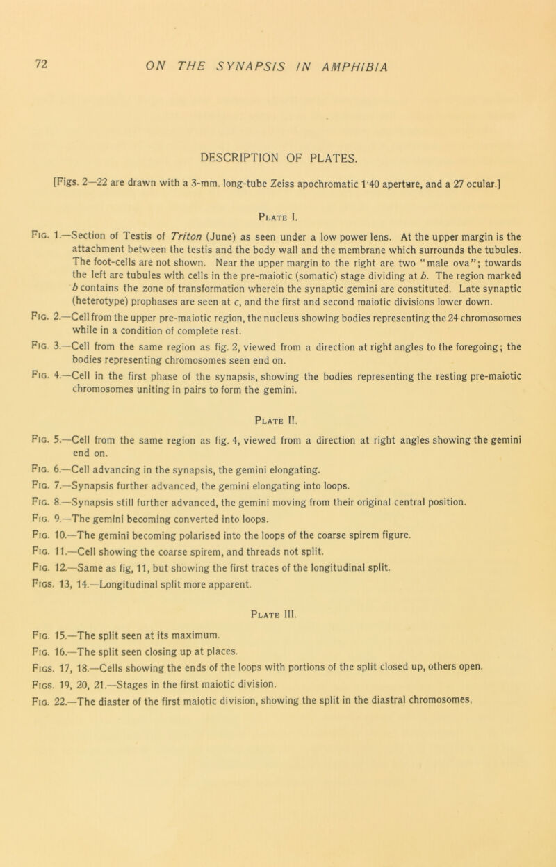 DESCRIPTION OF PLATES. [Figs. 2—22 are drawn with a 3-mm. long-tube Zeiss apochromatic 1*40 aperture, and a 27 ocular.] Plate I. Fig. 1.—Section of Testis of Triton (June) as seen under a low power lens. At the upper margin is the attachment between the testis and the body wall and the membrane which surrounds the tubules. The foot-cells are not shown. Near the upper margin to the right are two “male ova”; towards the left are tubules with cells in the pre-maiotic (somatic) stage dividing at b. The region marked b contains the zone of transformation wherein the synaptic gemini are constituted. Late synaptic (heterotype) prophases are seen at c, and the first and second maiotic divisions lower down. Fig. 2.—Cell from the upper pre-maiotic region, the nucleus showing bodies representing the 24 chromosomes while in a condition of complete rest. Fig. 3.—Cell from the same region as fig. 2, viewed from a direction at right angles to the foregoing; the bodies representing chromosomes seen end on. Fig. 4.—Cell in the first phase of the synapsis, showing the bodies representing the resting pre-maiotic chromosomes uniting in pairs to form the gemini. Plate II. Fig. 5.—Cell from the same region as fig. 4, viewed from a direction at right angles showing the gemini end on. Fig. 6.—Cell advancing in the synapsis, the gemini elongating. Fig. 7.—Synapsis further advanced, the gemini elongating into loops. Fig. 8.—Synapsis still further advanced, the gemini moving from their original central position. Fig. 9.—The gemini becoming converted into loops. Fig. 10.—The gemini becoming polarised into the loops of the coarse spirem figure. Fig. 11.—Cell showing the coarse spirem, and threads not split. Fig. 12.—Same as fig, 11, but showing the first traces of the longitudinal split. Figs. 13, 14.—Longitudinal split more apparent. Plate 111. Fig. 15.—The split seen at its maximum. Fig. 16.—The split seen closing up at places. Figs. 17, 18.—Cells showing the ends of the loops with portions of the split closed up, others open. Figs. 19, 20, 21.—Stages in the first maiotic division. Fig. 22.—The diaster of the first maiotic division, showing the split in the diastral chromosomes,