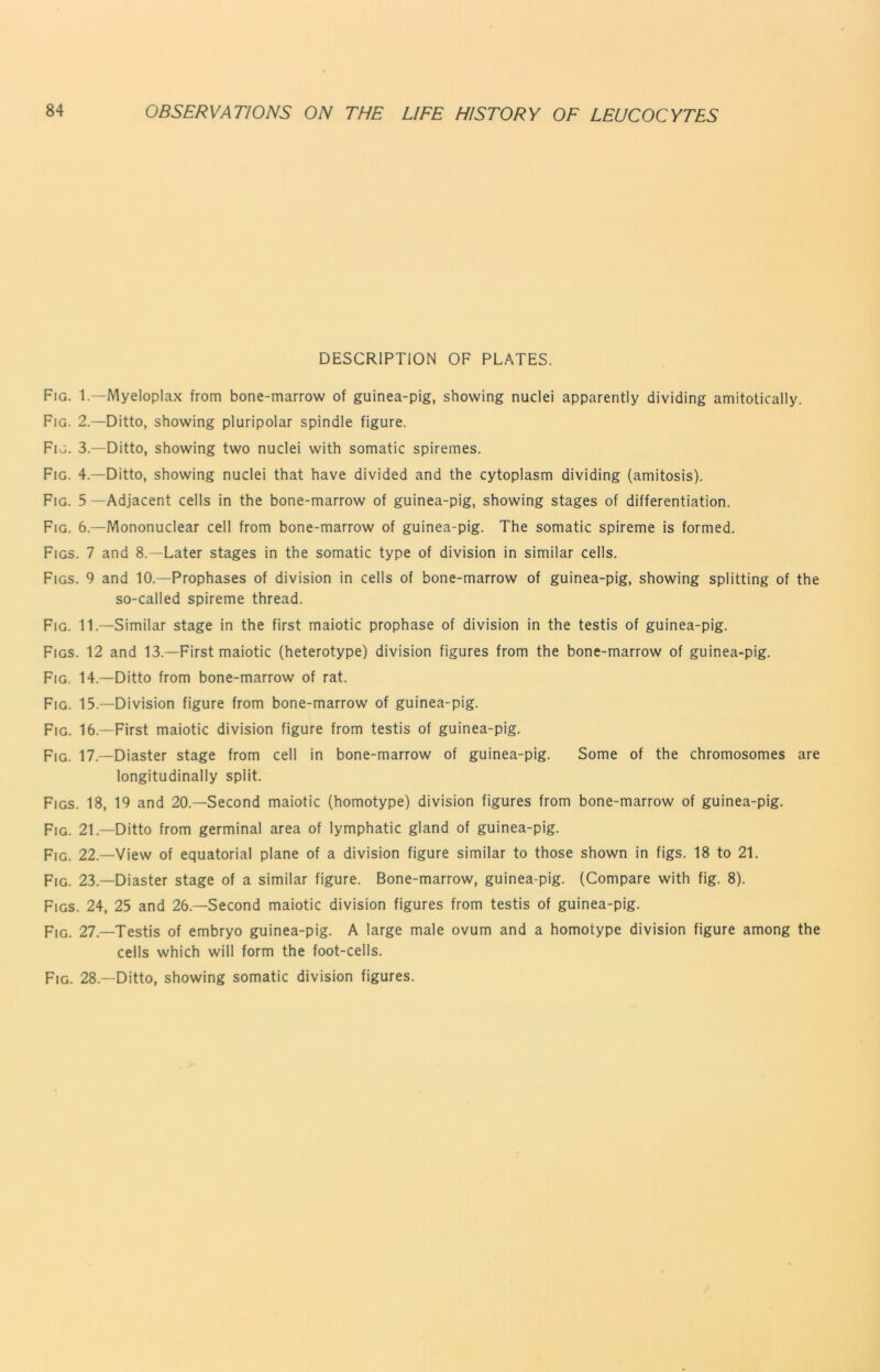 DESCRIPTION OF PLATES. Fig. 1.—Myeloplax from bone-marrow of guinea-pig, showing nuclei apparently dividing amitotically. Fig. 2.—Ditto, showing pluripolar spindle figure. Fig. 3.—Ditto, showing two nuclei with somatic spiremes. Fig. 4.—Ditto, showing nuclei that have divided and the cytoplasm dividing (amitosis). Fig. 5—Adjacent cells in the bone-marrow of guinea-pig, showing stages of differentiation. Fig. 6.—Mononuclear cell from bone-marrow of guinea-pig. The somatic spireme is formed. Figs. 7 and 8.—Later stages in the somatic type of division in similar cells. Figs. 9 and 10.—Prophases of division in cells of bone-marrow of guinea-pig, showing splitting of the so-called spireme thread. Fig. 11.—Similar stage in the first maiotic prophase of division in the testis of guinea-pig. Figs. 12 and 13.—First maiotic (heterotype) division figures from the bone-marrow of guinea-pig. Fig. 14.—Ditto from bone-marrow of rat. Fig. 15.—Division figure from bone-marrow of guinea-pig. Fig. 16.—First maiotic division figure from testis of guinea-pig. Fig. 17.—Diaster stage from cell in bone-marrow of guinea-pig. Some of the chromosomes are longitudinally split. Figs. 18, 19 and 20.—Second maiotic (homotype) division figures from bone-marrow of guinea-pig. Fig. 21.—Ditto from germinal area of lymphatic gland of guinea-pig. Fig. 22.—View of equatorial plane of a division figure similar to those shown in figs. 18 to 21. Fig. 23.—Diaster stage of a similar figure. Bone-marrow, guinea-pig. (Compare with fig. 8). Figs. 24, 25 and 26.—Second maiotic division figures from testis of guinea-pig. Fig. 27.—Testis of embryo guinea-pig. A large male ovum and a homotype division figure among the cells which will form the foot-cells. Fig. 28.—Ditto, showing somatic division figures.
