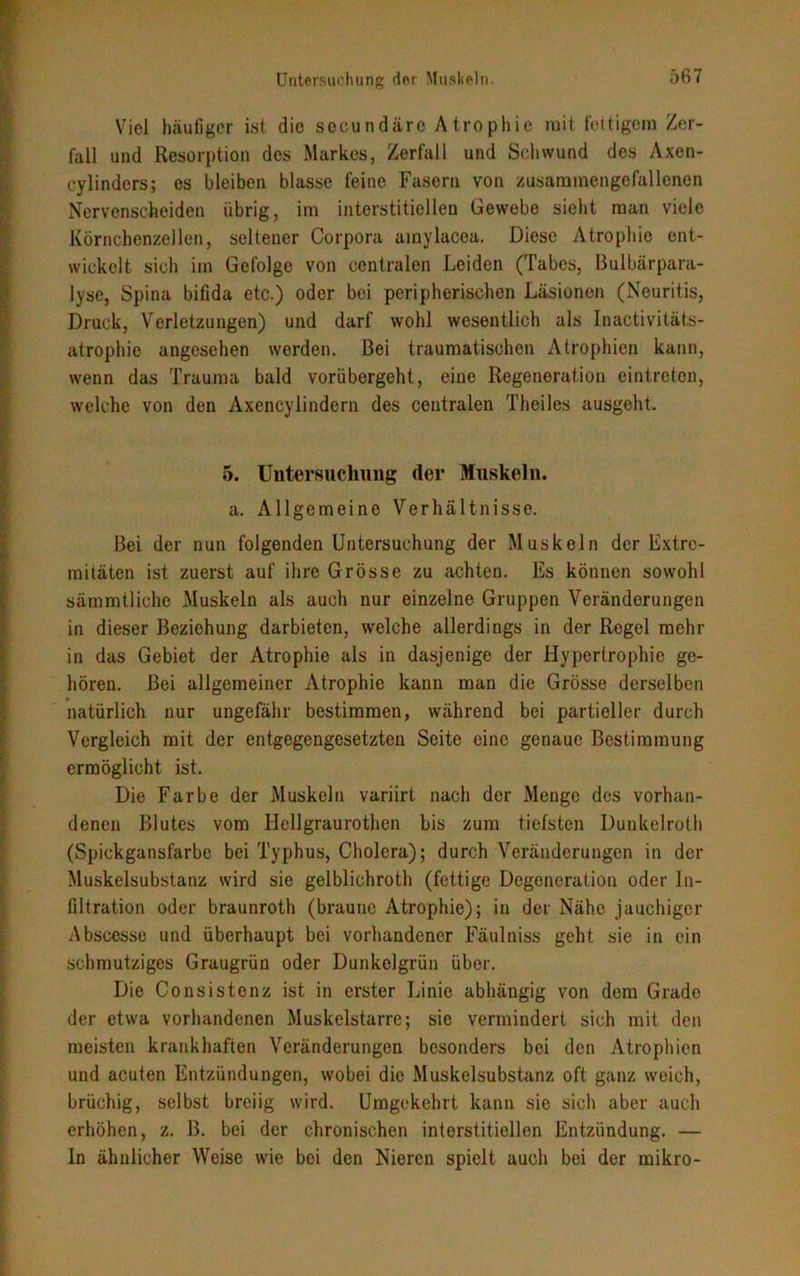 Viel häufiger ist die sccundärc Atrophie mit fettigem Zer- fall und Resorption des Markes, Zerfall und Schwund des Axen- cylinders; es bleiben blasse feine Fasern von zusammengefallenen Nervenscheiden übrig, im interstitiellen Gewebe sieht man viele Körnchenzellen, seltener Corpora ainylacea. Diese Atrophie ent- wickelt sich im Gefolge von centralen Leiden (Tabes, Bulbärpara- lyse, Spina bifida etc.) oder bei peripherischen Läsionen (Neuritis, Druck, Verletzungen) und darf wohl wesentlich als Inactivitäts- atrophie angesehen werden. Bei traumatischen Atrophien kann, wenn das Trauma bald vorübergeht, eine Regeneration eintreten, welche von den Axencylindern des centralen Theiles ausgeht 5. Untersuchung (1er Muskeln. a. Allgemeine Verhältnisse. Bei der nun folgenden Untersuchung der Muskeln der Extre- mitäten ist zuerst auf ihre Grösse zu achten. Es können sowohl sämmtliche Muskeln als auch nur einzelne Gruppen Veränderungen in dieser Beziehung darbieten, welche allerdings in der Regel mehr in das Gebiet der Atrophie als in dasjenige der Hypertrophie ge- hören. Bei allgemeiner Atrophie kann man die Grösse derselben natürlich nur ungefähr bestimmen, während bei partieller durch Vergleich mit der entgegengesetzten Seite eine genaue Bestimmung ermöglicht ist. Die Farbe der Muskeln variirt nach der Menge des vorhan- denen Blutes vom Hellgraurothen bis zum tiefsten Dunkelroth (Spickgansfarbe bei Typhus, Cholera); durch Veränderungen in der Muskelsubstanz wird sie gelblichroth (fettige Degeneration oder In- filtration oder braunroth (braune Atrophie); in der Nähe jauchiger Abscesse und überhaupt bei vorhandener Fäulniss geht sie in ein schmutziges Graugrün oder Dunkelgrün über. Die Consistenz ist in erster Linie abhäugig von dem Grade der etwa vorhandenen Muskelstarre; sie vermindert sich mit den meisten krankhaften Veränderungen besonders bei den Atrophien und acuten Entzündungen, wobei die Muskelsubstanz oft ganz weich, brüchig, selbst breiig wird. Umgekehrt kann sie sich aber auch erhöhen, z. B. bei der chronischen interstitiellen Entzündung. — ln ähnlicher Weise wie bei den Nieren spielt auch bei der mikro-