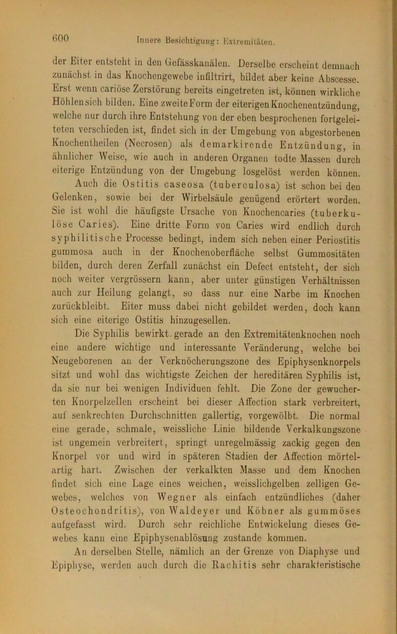 dei Eitel entstellt in den Gefässkanälen. Derselbe erscheint demnach zunächst in das Knochengewebe infiltrirt, bildet aber keine Abscesse. Erst wenn cariöse Zerstörung bereits eingetreten ist, können wirkliche Höhlensich bilden. Eine zweite Form der eiterigen Knochenentzündung, welche nur durch ihre Entstehung von der eben besprochenen fortgelei- teten verschieden ist, findet sicli in der Umgebung von abgestorbenen Knochentheilen (Necrosen) als demarkirende Entzündung, in ähnlicher Weise, wie auch in anderen Organen todte Massen durch eiterige Entzündung von der Umgebung losgelöst werden können. Auch die Ostitis caseosa (tuberculosa) ist schon bei den Gelenken, sowie bei der Wirbelsäule genügend erörtert worden. Sie ist wohl die häufigste Ursache von Knochencaries (tuberku- löse Caries). Eine dritte Form von Caries wird endlich durch syphilitische Processe bedingt, indem sich neben einer Periostitis gummosa auch in der Knochenoberfläche selbst Gummositäten bilden, durch deren Zerfall zunächst ein Defect entsteht, der sich noch weiter vergrössern kann, aber unter günstigen Verhältnissen auch zur Heilung gelangt, so dass nur eine Narbe im Knochen zurückbleibt. Eiter muss dabei nicht gebildet werden, doch kann sich eine eiterige Ostitis hinzugesellen. Die Syphilis bewirkt, gerade an den Extremitätenknochen noch eine andere wichtige und interessante Veränderung, welche bei Neugeborenen an der Verknöcherungszone des Epiphysenknorpels sitzt und wohl das wichtigste Zeichen der hereditären Syphilis ist, da sie nur bei wenigen Individuen fehlt. Die Zone der gewucher- ten Knorpelzellen erscheint bei dieser Atfection stark verbreitert, auf senkrechten Durchschnitten gallertig, vorgewölbt. Die normal eine gerade, schmale, weissliche Linie bildende Verkalkungszone ist ungemein verbreitert, springt unregelmässig zackig gegen den Knorpel vor und wird in späteren Stadien der Affection mörtel- artig hart. Zwischen der verkalkten Masse und dem Knochen findet sich eine Lage eines weichen, weisslichgelben zelligen Ge- webes, welches von Wegner als einfach entzündliches (daher Osteochondritis), von Waldeyor und Köbner als gummöses aufgefasst wird. Durch sehr reichliche Entwickelung dieses Ge- webes kann eine Epiphysenablösung zustande kommen. An derselben Stelle, nämlich an der Grenze von Diaphyse und Epiphyse, werden auch durch die Rachitis sehr charakteristische