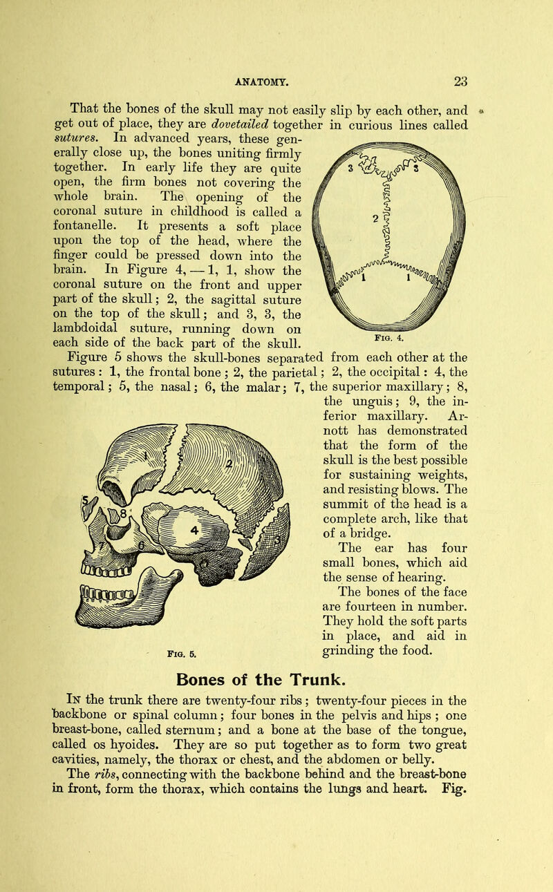 That the bones of the skull may not easily slip by each other, and get out of place, they are dovetailed together in curious lines called sutures. In advanced years, these gen- erally close up, the bones uniting firmly together. In early life they are quite open, the firm bones not covering the whole brain. The opening of the coronal suture in childhood is called a fontanelle. It presents a soft place upon the top of the head, where the finger could be pressed down into the brain. In Figure 4, — 1, 1, show the coronal suture on the front and upper part of the skull; 2, the sagittal suture on the top of the skull; and 3, 3, the lambdoidal suture, running down on each side of the back part of the skull. Figure 5 shows the skull-bones separated from each other at the sutures : 1, the frontal bone ; 2, the parietal; 2, the occipital: 4, the temporal; 5, the nasal; 6, the malar; 7, the superior maxillary; 8, the unguis; 9, the in- ferior maxillary. Ar- nott has demonstrated that the form of the skull is the best possible for sustaining weights, and resisting blows. The summit of the head is a complete arch, like that of a bridge. The ear has four small bones, which aid the sense of hearing. The bones of the face are fourteen in number. They hold the soft parts in place, and aid in grinding the food. Bones of the Trunk. In the trunk there are twenty-four ribs; twenty-four pieces in the backbone or spinal column; four bones in the pelvis and hips ; one breast-bone, called sternum; and a bone at the base of the tongue, called os hyoides. They are so put together as to form two great cavities, namely, the thorax or chest, and the abdomen or belly. The ribs, connecting with the backbone behind and the breast-bone in front, form the thorax, which contains the lungs and heart. Fig. Fig. 4.