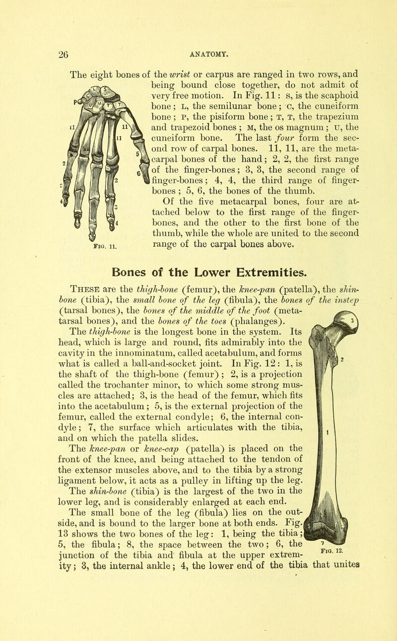 The eight bones of the wrist or carpus are ranged in two rows, and being bound close together, do not admit of very free motion. In Fig. 11: s, is the scaphoid bone; L, the semilunar bone; C, the cuneiform bone; P, the pisiform bone; T, T, the trapezium and trapezoid bones ; M, the os magnum ; u, the cuneiform bone. The last four form the sec- ond row of carpal bones. 11, 11, are the meta- |carpal bones of the hand; 2, 2, the first range of the finger-bones; 3, 3, the second range of I finger-bones; 4, 4, the third range of finger- bones ; 5, 6, the bones of the thumb. Of the five metacarpal bones, four are at- tached below to the first range of the finger- bones, and the other to the first bone of the thumb, while the whole are united to the second range of the carpal bones above. Bones of the Lower Extremities. These are the thigh-bone (femur), the knee-pan (patella), the shin- bone (tibia), the small bone of the leg (fibula), the bones of the instep (tarsal bones), the bones of the middle of the foot (meta- tarsal bones), and the bones of the toes (phalanges). The thigh-bone is the longest bone in the system. Its head, which is large and round, fits admirably into the cavity in the innominatum, called acetabulum, and forms what is called a ball-and-socket joint. In Fig. 12: 1, is the shaft of the thigh-bone (femur) ; 2, is a projection called the trochanter minor, to which some strong mus- cles are attached; 3, is the head of the femur, which fits into the acetabulum; 6, is the external projection of the femur, called the external condyle; 6, the internal con- dyle; 7, the surface which articulates with the tibia, and on which the patella slides. The knee-pan or knee-cap (patella) is placed on the front of the knee, and being attached to the tendon of the extensor muscles above, and to the tibia by a strong ligament below, it acts as a pulley in lifting up the leg. The shin-bone (tibia) is the largest of the two in the lower leg, and is considerably enlarged at each end. The small bone of the leg (fibula) lies on the out- side, and is bound to the larger bone at both ends. Fig.| 13 shows the two bones of the leg: 1, being the tibia 5, the fibula; 8, the space between the two; 6, the junction of the tibia and' fibula at the upper extrem- ity; 3, the internal ankle; 4, the lower end of the tibia that unites