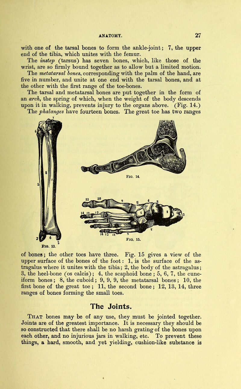 with one of the tarsal bones to form the ankle-joint; 7, the upper end of the tibia, which unites with the femur. The instep (tarsus) has seven bones, which, like those of the wrist, are so firmly bound together as to allow but a limited motion. The metatarsal bones, corresponding with the palm of the hand, are five in number, and unite at one end with the tarsal bones, and at the other with the first range of the toe-bones. The tarsal and metatarsal bones are put together in the form of an arch, the spring of which, when the weight of the body descends upon it in walking, prevents injury to the organs above. (Fig. 14.) The phalanges have fourteen bones. The great toe has two ranges Fig. 13. of bones; the other toes have three. Fig. 15 gives a view of the upper surface of the bones of the foot: 1, is the surface of the as- tragalus where it unites with the tibia; 2, the body of the astragalus; 3, the heel-bone (os calcis); 4, the scaphoid bone ; 5, 6, 7, the cune- iform bones; 8, the cuboid; 9, 9, 9, the metatarsal bones ; 10, the first bone of the great toe ; 11, the second bone; 12, 13, 14, three ranges of bones forming the small toes. The Joints. That bones may be of any use, they must be jointed together. Joints are of the greatest importance. It is necessary they should be so constructed that there shall be no harsh grating of the bones upon each other, and no injurious jars in walking, etc. To prevent these things, a hard, smooth, and yet yielding, cushion-like substance is