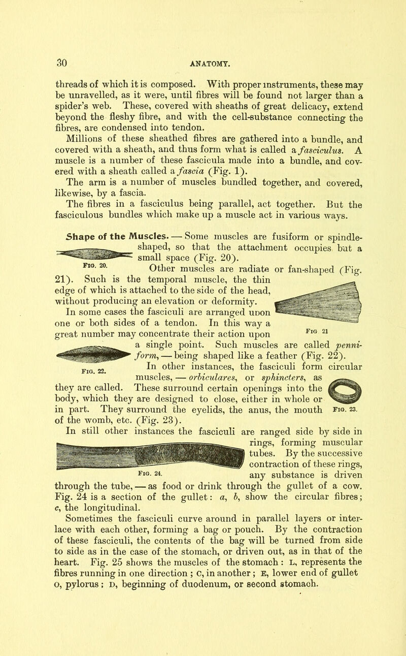 threads of which it is composed. With proper instruments, these may be unravelled, as it were, until fibres will be found not larger than a spider’s web. These, covered with sheaths of great delicacy, extend beyond the fleshy fibre, and with the cell-substance connecting the fibres, are condensed into tendon. Millions of these sheathed fibres are gathered into a bundle, and covered with a sheath, and thus form what is called a fasciculus. A muscle is a number of these fascicula made into a bundle, and cov- ered with a sheath called a fascia (Fig. 1). The arm is a number of muscles bundled together, and covered, likewise, by a fascia. The fibres in a fasciculus being parallel, act together. But the fasciculous bundles which make up a muscle act in various ways. Shape of the Muscles Some muscles are fusiform or spindle- shaped, so that the attachment occupies but a small space (Fig. 20). Other muscles are radiate or fan-shaped (Fig. 21). Such is the temporal muscle, the thin edge of which is attached to the side of the head, without producing an elevation or deformity. In some cases the fasciculi are arranged uoon one or both sides of a tendon. In this way a great number may concentrate their action upon a single point. Such muscles are called penni- form, — being shaped like a feather (Fig. 22). In other instances, the fasciculi form circular muscles, — orbiculares, or sphincters, as they are called. These surround certain openings into the body, which they are designed to close, either in whole or in part. They surround the eyelids, the anus, the mouth fig. 23. of the womb, etc. (Fig. 23). In still other instances the fasciculi are ranged side by side in rings, forming muscular tubes. By the successive contraction of these rings, any substance is driven through the tube, — as food or drink through the gullet of a cow. Fig. 24 is a section of the gullet: a, 5, show the circular fibres; c, the longitudinal. Sometimes the fasciculi curve around in parallel layers or inter- lace with each other, forming a bag or pouch. By the contraction of these fasciculi, the contents of the bag will be turned from side to side as in the case of the stomach, or driven out, as in that of the heart. Fig. 25 shows the muscles of the stomach : L, represents the fibres running in one direction ; C, in another; E, lower end of gullet o, pylorus; d, beginning of duodenum, or second stomach. Fig. 24. Fig. 22. Fig 21 Fig. 20.