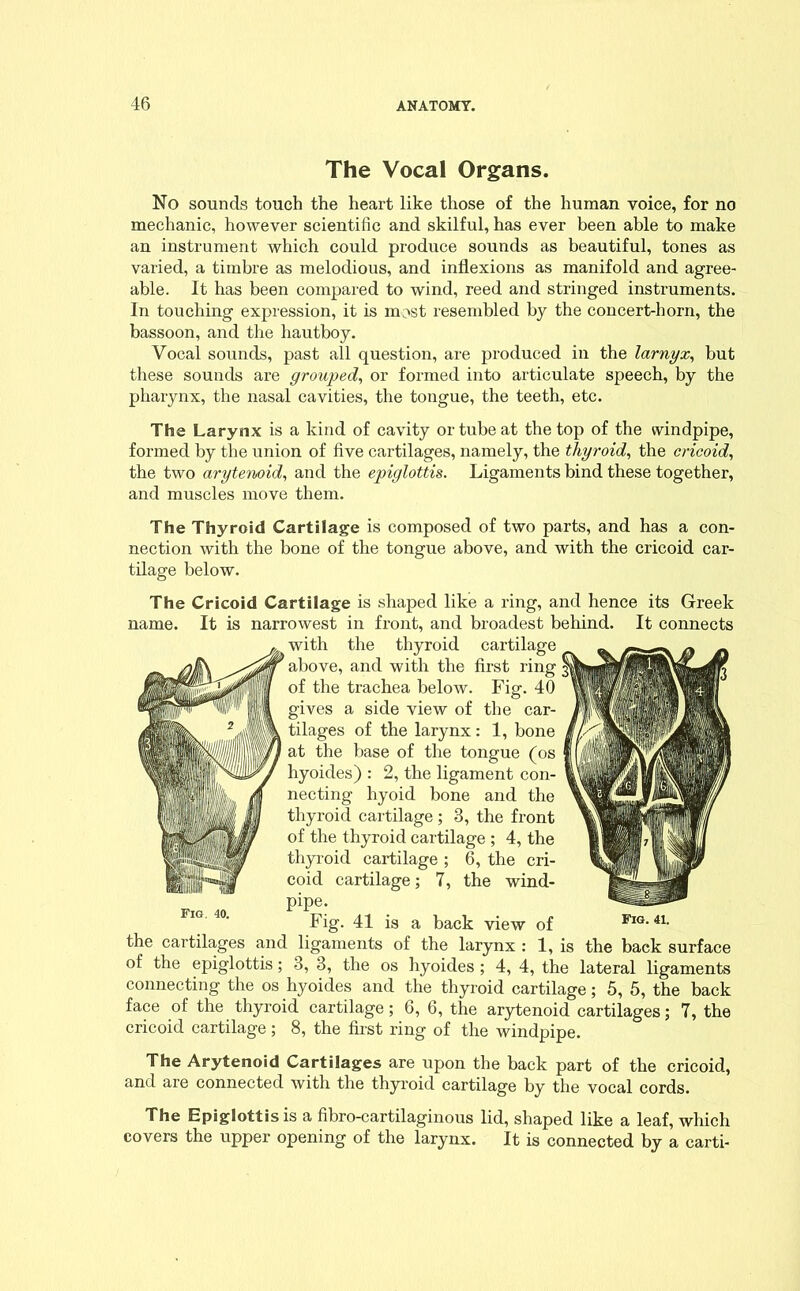 The Vocal Organs. No sounds touch the heart like those of the human voice, for no mechanic, however scientific and skilful, has ever been able to make an instrument which could produce sounds as beautiful, tones as varied, a timbre as melodious, and inflexions as manifold and agree- able. It has been compared to wind, reed and stringed instruments. In touching expression, it is most resembled by the concert-horn, the bassoon, and the hautboy. Vocal sounds, past all question, are produced in the larnyx, but these sounds are grouped, or formed into articulate speech, by the pharynx, the nasal cavities, the tongue, the teeth, etc. The Larynx is a kind of cavity or tube at the top of the windpipe, formed by the union of five cartilages, namely, the thyroid, the cricoid, the two arytewid, and the epiglottis. Ligaments bind these together, and muscles move them. The Thyroid Cartilage is composed of two parts, and has a con- nection with the bone of the tongue above, and with the cricoid car- tilage below. The Cricoid Cartilage is shaped like a ring, and hence its Greek name. It is narrowest in front, and broadest behind. It connects with the thyroid cartilage above, and with the first ring of the trachea below. Fig. 40 gives a side view of the car- tilages of the larynx : 1, bone at the base of the tongue (os hyoides) : 2, the ligament con- necting hyoid bone and the thyroid cartilage ; 3, the front of the thyroid cartilage ; 4, the thyroid cartilage ; 6, the cri- coid cartilage; 7, the wind- pipe. Fig. 41 is a back view of the cartilages and ligaments of the larynx : 1, is the back surface of the epiglottis; 3, 3, the os hyoides ; 4, 4, the lateral ligaments connecting the os hyoides and the thyroid cartilage; 5, 5, the back face of the thyroid cartilage; 6, 6, the arytenoid cartilages; 7, the cricoid cartilage; 8, the first ring of the windpipe. The Arytenoid Cartilages are upon the back part of the cricoid, and are connected with the thyroid cartilage by the vocal cords. The Epiglottis is a fibro-cartilaginous lid, shaped like a leaf, which covers the upper opening of the larynx. It is connected by a carti-