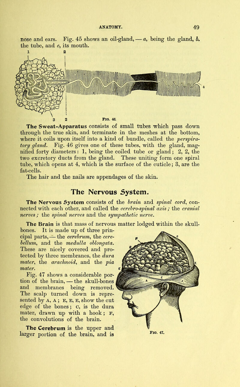 nose and ears. Fig. 45 shows an oil-gland, — a, being the gland, b. the tube, and c, its mouth. 1 2 3 2 Fig. 46. The Sweat=Apparatus consists of small tubes which pass down through the true skin, and terminate in the meshes at the bottom, where it coils upon itself into a kind of bundle, called the perspira- tory gland. Fig. 46 gives one of these tubes, with the gland, mag- nified forty diameters: 1, being the coiled tube or gland; 2, 2, the two excretory ducts from the gland. These uniting form one spiral tube, which opens at 4, which is the surface of the cuticle; 3, are the fat-cells. The hair and the nails are appendages of the skin. The Nervous System. The Nervous System consists of the brain and spinal cord, con- nected with each other, and called the cerebrospinal axis ; the cranial nerves; the spinal nerves and the sympathetic nerve. The Brain is that mass of nervous matter lodged within the skull- bones. It is made up of three prin- cipal parts, — the cerebrum, the cere- bellum, and the medulla oblongata. These are nicely covered and pro- tected by three membranes, the dura mater, the arachnoid, and the pia mater. e Fig. 47 shows a considerable por- tion of the brain, — the skull-bones and membranes being removed. The scalp turned down is repre- sented by A, A; E, E, E, show the cut edge of the bones; c, is the dura mater, drawn up with a hook; E, the convolutions of the brain. The Cerebrum is the upper and larger portion of the brain, and is