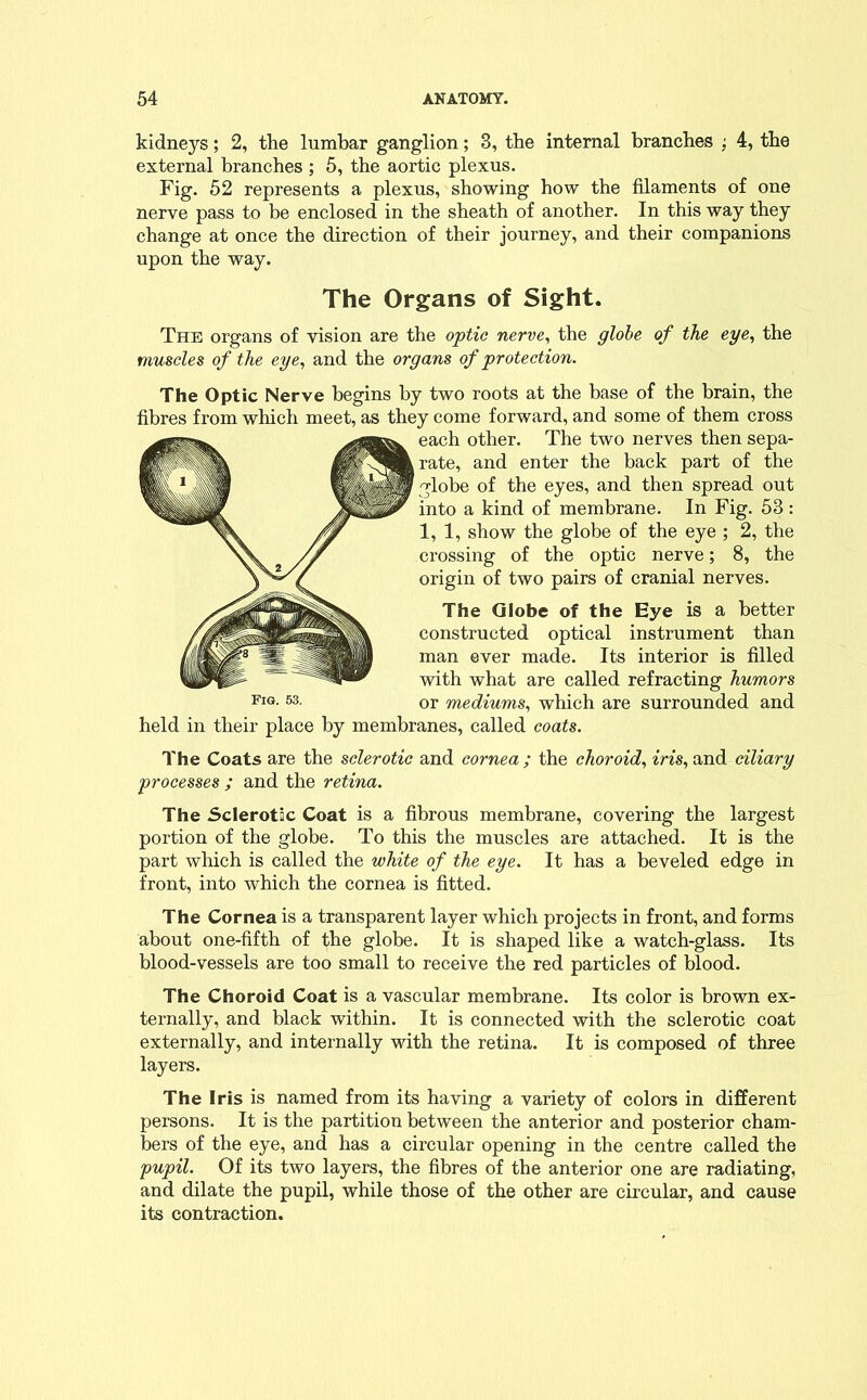 kidneys; 2, the lumbar ganglion; 3, the internal branches ; 4, the external branches ; 5, the aortic plexus. Fig. 52 represents a plexus, showing how the filaments of one nerve pass to be enclosed in the sheath of another. In this way they change at once the direction of their journey, and their companions upon the way. The Organs of Sight. The organs of vision are the optic nerve, the globe of the eye, the muscles of the eye, and the organs of protection. The Optic Nerve begins by two roots at the base of the brain, the fibres from which meet, as they come forward, and some of them cross each other. The two nerves then sepa- rate, and enter the back part of the globe of the eyes, and then spread out into a kind of membrane. In Fig. 53: 1,1, show the globe of the eye ; 2, the crossing of the optic nerve; 8, the origin of two pairs of cranial nerves. The Globe of the Eye is a better constructed optical instrument than man ever made. Its interior is filled with what are called refracting humors or mediums, which are surrounded and held in their place by membranes, called coats. The Coats are the sclerotic and cornea ; the choroid, iris, and ciliary processes ; and the retina. The Sclerotic Coat is a fibrous membrane, covering the largest portion of the globe. To this the muscles are attached. It is the part which is called the white of the eye. It has a beveled edge in front, into which the cornea is fitted. The Cornea is a transparent layer which projects in front, and forms about one-fifth of the globe. It is shaped like a watch-glass. Its blood-vessels are too small to receive the red particles of blood. The Choroid Coat is a vascular membrane. Its color is brown ex- ternally, and black within. It is connected with the sclerotic coat externally, and internally with the retina. It is composed of three layers. The Iris is named from its having a variety of colors in different persons. It is the partition between the anterior and posterior cham- bers of the eye, and has a circular opening in the centre called the pupil. Of its two layers, the fibres of the anterior one are radiating, and dilate the pupil, while those of the other are circular, and cause its contraction.