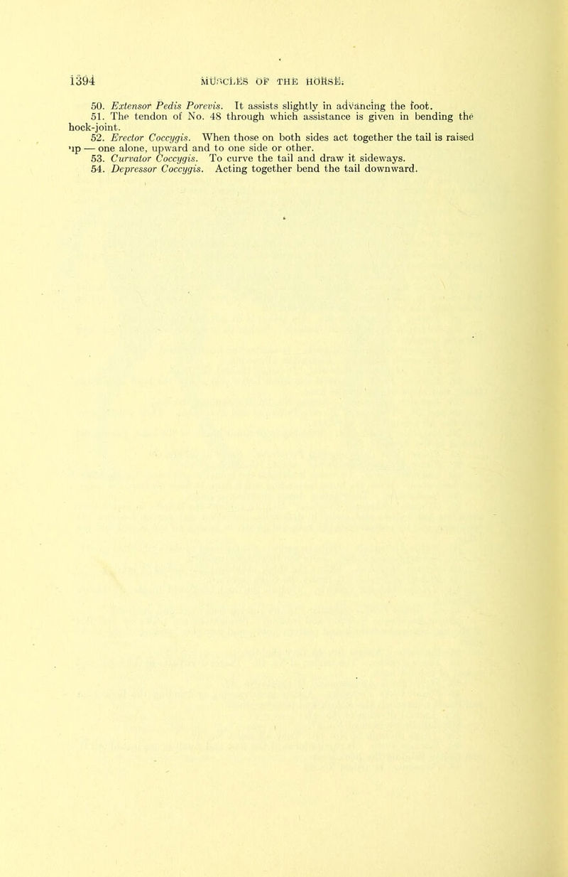 50. Extensor Pedis Porevis. It assists slightly in advancing the foot. 51. The tendon of No. 48 through which assistance is given in bending the hock-joint. 52. Erector Coccygis. When those on both sides act together the tail is raised up — one alone, upward and to one side or other. 53. Curvator Coccygis. To curve the tail and draw it sideways. 54. Depressor Coccygis. Acting together bend the tail downward.