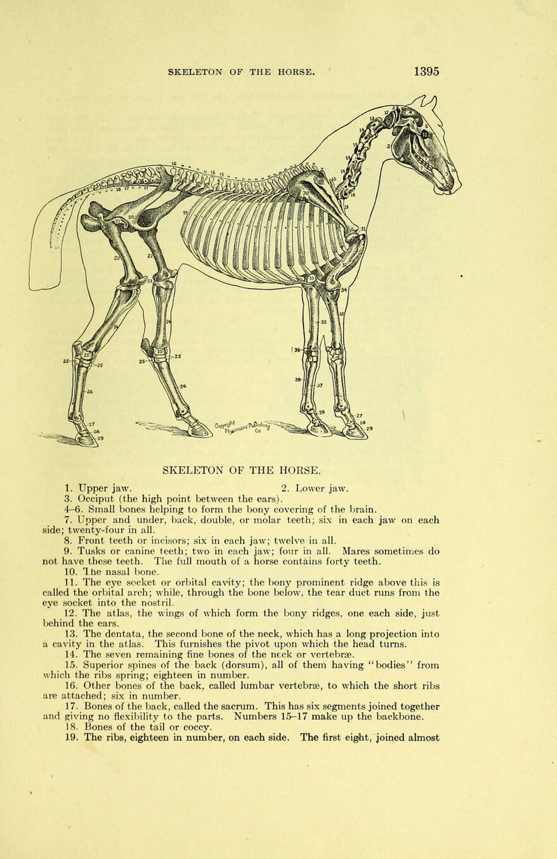 SKELETON OF THE HORSE. 1. Upper jaw. 2. Lower jaw. 3. Occiput (the high point between the ears). 4-6. Small bones helping to form the bony covering of the brain. 7. Upper and under, back, double, or molar teeth; six in each jaw on each side; twenty-four in all. 8. Front teeth or incisors; six in each jaw; twelve in all. 9. Tusks or canine teeth; two in each jaw; four in all. Mares sometimes do not have these teeth. The full mouth of a horse contains forty teeth. 10. The nasal bone. ,11. The eye socket or orbital cavity; the bony prominent ridge above this is called the orbital arch; while, through the bone below, the tear duct runs from the eye socket into the nostril. 12. The atlas, the wings of which form the bony ridges, one each side, just behind the ears. 13. The dentata, the second bone of the neck, which has a long projection into a cavity in the atlas. This furnishes the pivot upon which the head turns. 14. The seven remaining fine bones of the neck or vertebrae. 15. Superior spines of the back (dorsum), all of them having “bodies” from which the ribs spring; eighteen in number. 16. Other bones of the back, called lumbar vertebrae, to which the short ribs are attached; six in number. 17. Bones of the back, called the sacrum. This has six segments joined together and giving no flexibility to the parts. Numbers 15-17 make up the backbone. 18. Bones of the tail or coccy. 19. The ribs, eighteen in number, on each side. The first eight, joined almost
