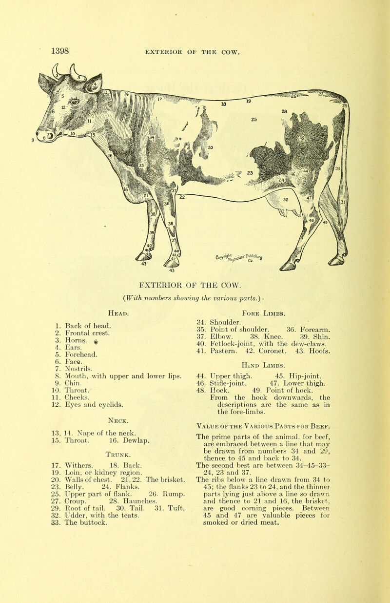 EXTERIOR OF THE COW. (With numbers showing the various parts.) ■ Head. 1. Back of head. 2. Frontal crest. 3. Homs. & 4. Ears. 5. Forehead. 6. Face. 7. Nostrils. 8. Mouth, with upper and lower lips. 9. Chin. 10. Throat. 11. Cheeks. 12. Eyes and eyelids. Neck. 13. 14. Nape of the neck. 15. Throat. 16. Dewlap. Trunk. 17. Withers. 18. Back. 19. Loin, or kidney region. 20. Walls of chest. 21,22. The brisket. 23. Belly. 24. Flanks. 25. Upper part of flank. 26. Rump. 27. Croup. 28. Haunches. 29. Root of tail. 30. Tail. 31. Tuft. 32. Udder, with the teats. 33. The buttock. Fore Limbs. 34. Shoulder. 35. Point of shoulder. 36. Forearm. 37. Elbow. 38. Knee. 39. Shin. 40. Fetlock-joint, with the dew-claws. 41. Pastern. 42. Coronet. 43. Hoofs. Hind Limbs. 44. Upper thigh. 45. Hip-joint. 46. Stifle-joint. 47. Lower thigh. 48. Hock. 49. Point of hock. From the hock downwards, the descriptions are the same as in the fore-limbs. Value of the Various Parts for Beef. The prime parts of the animal, for beef, are embraced between a line that may be drawn from numbers 34 and 29, thence to 45 and back to 34. The second best are between 34-45-33- 24, 23 and 37. The ribs below a line drawn from 34 to 45; the flanks 23 to 24, and the thinner parts lying just above a line so drawn and thence to 21 and 16, the brisket, are good corning pieces. Between 45 and 47 are valuable pieces for smoked or dried meat.