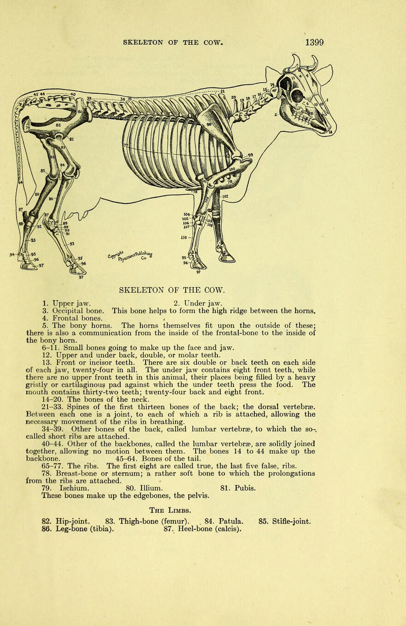 1. Upper jaw. 2. Under jaw. 3. Occipital bone. This bone helps to form the high ridge between the horns. 4. Frontal bones. 5. The bony horns. The horns themselves fit upon the outside of these; there is also a communication from the inside of the frontal-bone to the inside of the bony horn. 6-11. Small bones going to make up the face and jaw. 12. Upper and under back, double, or molar teeth. 13. Front or incisor teeth. There are six double or back teeth on each side of each jaw, twenty-four in all. The under jaw contains eight front teeth, while there are no upper front teeth in this animal, their places being filled by a heavy gristly or cartilaginous pad against which the under teeth press the food. The mouth contains thirty-two teeth; twenty-four back and eight front. 14-20. The bones of the neck. 21-33. Spines of the first thirteen bones of the back; the dorsal vertebrse. Between each one is a joint, to each of which a rib is attached, allowing the necessary movement of the ribs in breathing. 34-39. Other bones of the back, called lumbar vertebrse, to which the so-, called short ribs are attached. 40-44. Other of the backbones, called the lumbar vertebrse, are solidly joined together, allowing no motion between them. The bones 14 to 44 make up the backbone. 45-64. Bones of the tail. 65-77. The ribs. The first eight are called true, the last five false, ribs. 78. Breast-bone or sternum; a rather soft bone to which the prolongations from the ribs are attached. 79. Ischium. 80. Ulium. 81. Pubis. These bones make up the edgebones, the pelvis. The Limbs. 82. Hip-joint. 83. Thigh-bone (femur). . 84. Patula. 85. Stifle-joint. 86. Leg-bone (tibia). 87. Heel-bone (calcis).