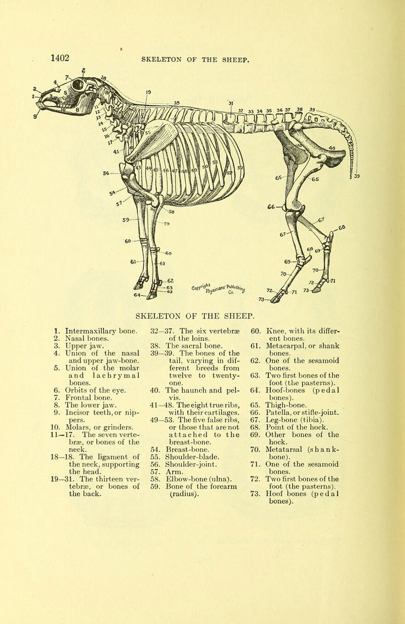 SKELETON OF THE SHEEP. 1. Intermaxillary bone. 2. Nasal bones. 3. Upper jaw. 4. Union of the nasal and upper jaw-bone. 5. Union of the molar and lachrymal bones. 6. Orbits of the eye. 7. Frontal bone. 8. The lower jaw. 9. Incisor teeth, or nip- pers. 10. Molars, or grinders. 11—17. The seven verte- brae, or bones of the neck. 18— 18. The ligament of the neck, supporting the head. 19— 31. The thirteen ver- tebrae, or bones of the back. 32- -37. The six vertebrae 60. of the loins. 38. The sacral bone. 61. 39- -39. The bones of the tail, varying in dif- 62. ferent breeds from twelve to twenty- 63. one. 40. The haunch and pel- 64. vis. 41—48. The eight true ribs, 65. with their cartilages. 66. 49- -53. The five false ribs, 67. or those that are not 68. attached to the 69. breast-bone. 54. Breast-bone. 70. 55. Shoulder-blade. 56. Shoulder-joint. 71. 57. Arm. 58. Elbow-bone (ulna). 72. 59. Bone of the forearm (radius). 73. Knee, with its differ- ent bones. Metacarpal, or shank bones. One of the sesamoid bones. Two first bones of the foot (the pasterns). Hoof-bones (pedal bones). Thigh-bone. Patella, or stifle-joint. Leg-bone (tibia). Point of the hock. Other bones of the hock. Metatarsal (shank- bone). One of the sesamoid bones. Two first bones of the foot (the pasterns). Hoof bones (pedal bones).