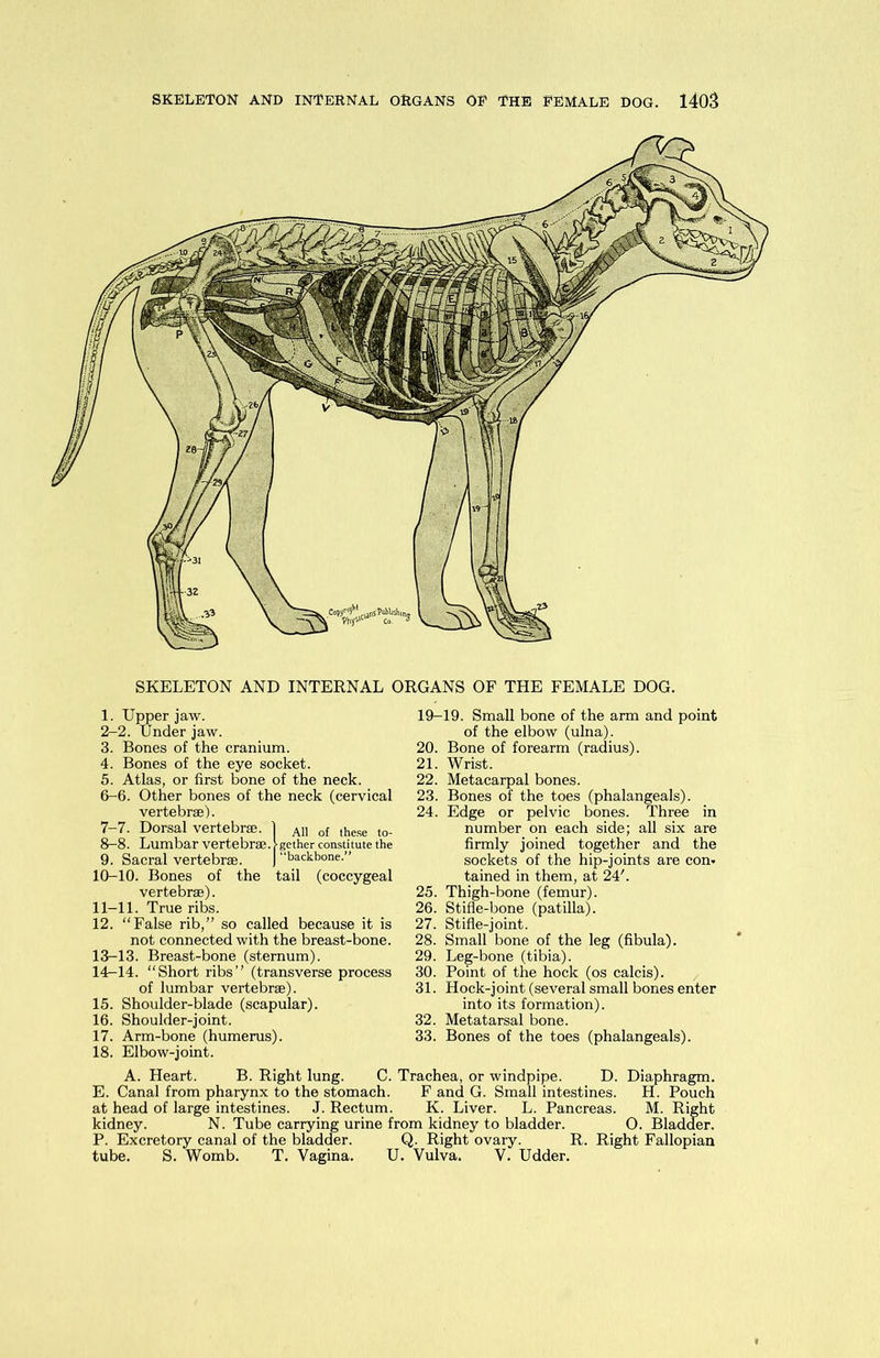 SKELETON AND INTERNAL ORGANS OF THE FEMALE DOG. 1. Upper jaw. 2—2. Under jaw. 3. Bones of the cranium. 4. Bones of the eye socket. 5. Atlas, or first bone of the neck. 6- 6. Other bones of the neck (cervical vertebrae). 7- 7. Dorsal vertebra. | AU of ,hese t0_ 8- 8. Lumbar vertebra, igether constitute the 9. Sacral vertebra. | “backbone.” 10- 10. Bones of the tail (coccygeal vertebra). 11- 11. True ribs. 12. “False rib,” so called because it is not connected with the breast-bone. 13- 13. Breast-bone (sternum). 14- 14. “Short ribs” (transverse process of lumbar vertebra). 15. Shoulder-blade (scapular). 16. Shoulder-joint. 17. Arm-bone (humerus). 18. Elbow-joint. 19-19. Small bone of the arm and point of the elbow (ulna). 20. Bone of forearm (radius). 21. Wrist. 22. Metacarpal bones. 23. Bones of the toes (phalangeals). 24. Edge or pelvic bones. Three in number on each side; all six are firmly joined together and the sockets of the hip-joints are con* tained in them, at 24'. 25. Thigh-bone (femur). 26. Stifle-bone (patilla). 27. Stifle-joint. 28. Small bone of the leg (fibula). 29. Leg-bone (tibia). 30. Point of the hock (os calcis). 31. Hock-joint (several small bones enter into its formation). 32. Metatarsal bone. 33. Bones of the toes (phalangeals). A. Heart. B. Right lung. C. Trachea, or windpipe. D. Diaphragm. E. Canal from pharynx to the stomach. F and G. Small intestines. H. Pouch at head of large intestines. J. Rectum. K. Liver. L. Pancreas. M. Right kidney. N. Tube carrying urine from kidney to bladder. O. Bladder. P. Excretory canal of the bladder. Q. Right ovary. R. Right Fallopian tube. S. Womb. T. Vagina. U. Vulva. V. Udder.