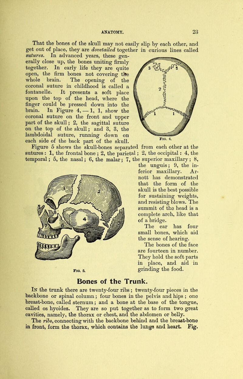 That the hones of the skull may not easily slip by each other, and get out of place, they are dovetailed together in curious lines called sutures. In advanced years, these gen- erally close up, the bones uniting firmly together. In early life they are quite open, the firm bones not covering the whole brain. The opening of the coronal suture in childhood is called a fontaneUe. It presents a soft place upon the top of the head, where the finger could be pressed down into the brain. In Figure 4, — 1, 1, show the coronal suture on the front and upper part of the skull; 2, the sagittal suture on the top of the skull; and 3, 3, the lambdoidal suture, running down on each side of the back part of the skull. Figure 5 shows the skull-bones separated from each other at the sutures : 1, the frontal bone ; 2, the parietal; 2, the occipital: 4, the temporal; 5, the nasal; 6, the malar; 7, the superior maxillary; 8, the unguis; 9, the in- ferior maxillary. Ar- nott has demonstrated that the form of the skull is the best possible for sustaining wei and resisting blows. The summit of the head is a complete arch, like that of a bridge. The ear has four small bones, which aid the sense of hearing. The bones of the face are fourteen in number. They hold the soft parts in place, and aid in grinding the food. Bones of the Trunk. In the trunk there are twenty-four ribs ; twenty-four pieces in the backbone or spinal column; four bones in the pelvis and hips ; one breast-bone, called sternum; and a bone at the base of the tongue, called os hyoides. They are so put together as to form two great cavities, namely, the thorax or chest, and the abdomen or belly. The ribs, connecting with the backbone behind and the breast-bone in front, form the thorax, which contains the lungs and heart. Fig.