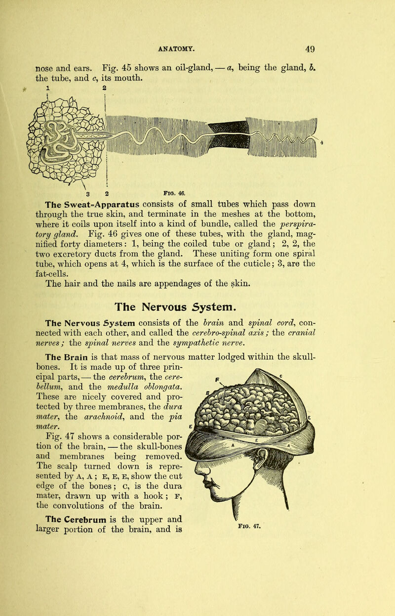 nose and ears. Fig. 45 shows an oil-gland, — a, being the gland, 5. the tube, and <?, its mouth. ^ 1 2 3 2 Fig. 46. The Sweat=Apparatus consists of small tubes which pass down through the true skin, and terminate in the meshes at the bottom, where it coils upon itself into a kind of bundle, called the perspira- tory gland. Fig. 46 gives one of these tubes, with the gland, mag- nified forty diameters; 1, being the coiled tube or gland; 2, 2, the two excretory ducts from the gland. These uniting form one spiral tube, which opens at 4, which is the surface of the cuticle; 3, are the fahcells. The hair and the nails are appendages of the skin. The Nervous System. The Nervous System consists of the brain and spinal cord., con- nected with each other, and called the cerebrospinal axis ; the cranial nerves; the spinal nerves and the sympathetic nerve. The Brain is that mass of nervous matter lodged within the skull- bones. It is made up of three prin- cipal parts, — the cerebrum., the cere- bellum., and the medulla oblongata. These are nicely covered and pro- tected by three membranes, the dura mater., the arachnoid, and the pia mater. Fig. 47 shows a considerable por- tion of the brain, — the skull-bones and membranes being removed. The scalp turned down is repre- sented by A, A; E, E, E, show the cut edge of the bones; c, is the dura mater, drawn up with a hook; F, the convolutions of the brain. The Cerebrum is the upper and larger portion of the brain, and is