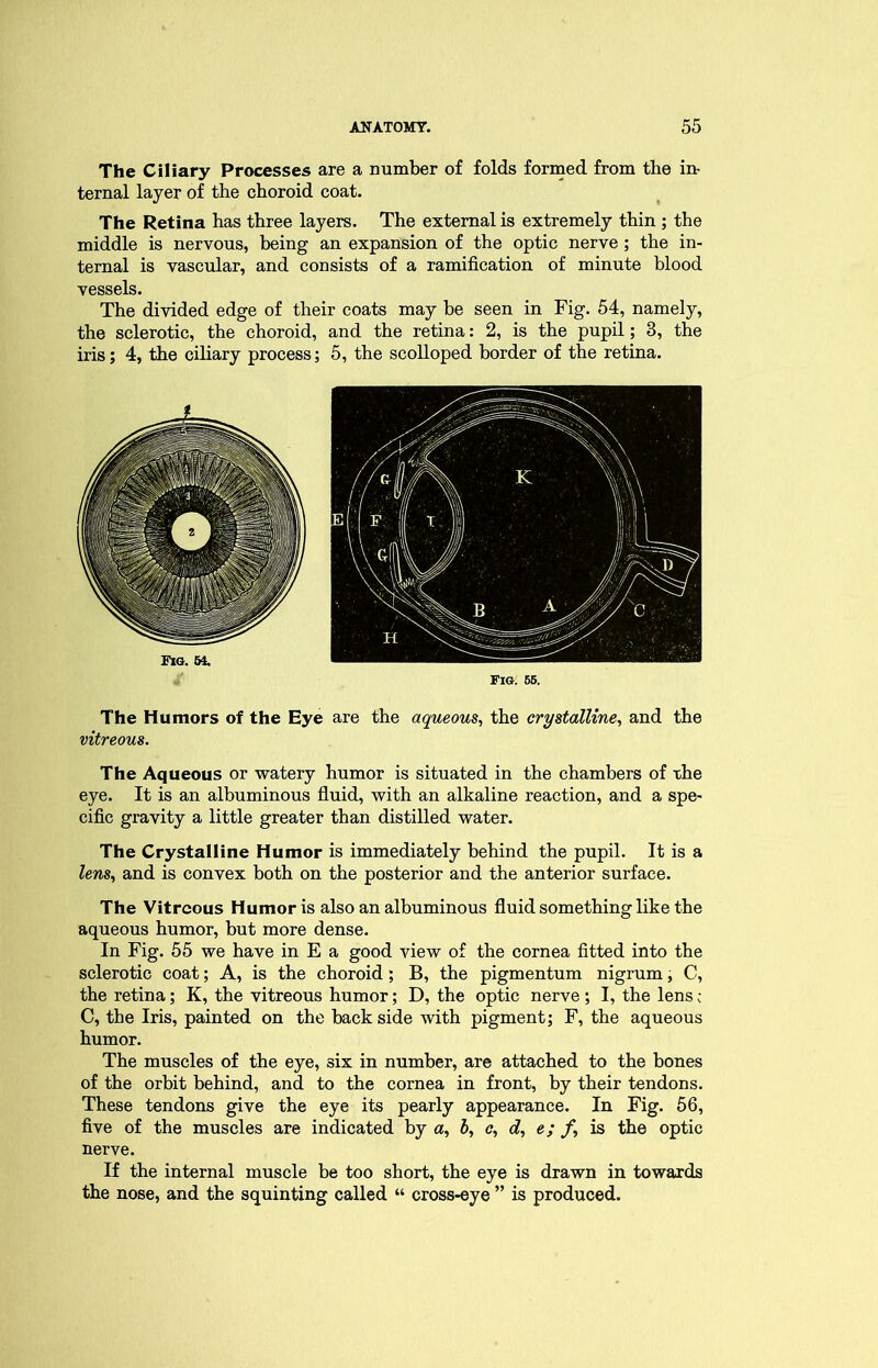 The Ciliary Processes are a number of folds formed from the in- ternal layer of the choroid coat. The Retina has three layers. The external is extremely thin ; the middle is nervous, being an expansion of the optic nerve ; the in- ternal is vascular, and consists of a ramification of minute blood vessels. The divided edge of their coats may be seen in Fig. 54, namely, the sclerotic, the choroid, and the retina: 2, is the pupil; 3, the iris; 4, the ciliary process; 5, the scolloped border of the retina. 64. The Humors of the Eye are the aqueous, the crystalline, and the vitreous. The Aqueous or watery humor is situated in the chambers of the eye. It is an albuminous fluid, with an alkaline reaction, and a spe- cific gravity a little greater than distilled water. The Crystalline Humor is immediately behind the pupil. It is a lens, and is convex both on the posterior and the anterior surface. The Vitreous Humor is also an albuminous fluid something like the aqueous humor, but more dense. In Fig. 55 we have in E a good view of the cornea fitted into the sclerotic coat; A, is the choroid; B, the pigmentum nigrum, C, the retina; K, the vitreous humor; D, the optic nerve; I, the lens c C, the Iris, painted on the backside with pigment; F, the aqueous humor. The muscles of the eye, six in number, are attached to the bones of the orbit behind, and to the cornea in front, by their tendons. These tendons give the eye its pearly appearance. In Fig. 56, five of the muscles are indicated by a, h, c, d, e; f, is the optic nerve. If the internal muscle be too short, the eye is drawn in towards the nose, and the squinting called “ cross-eye ” is produced.