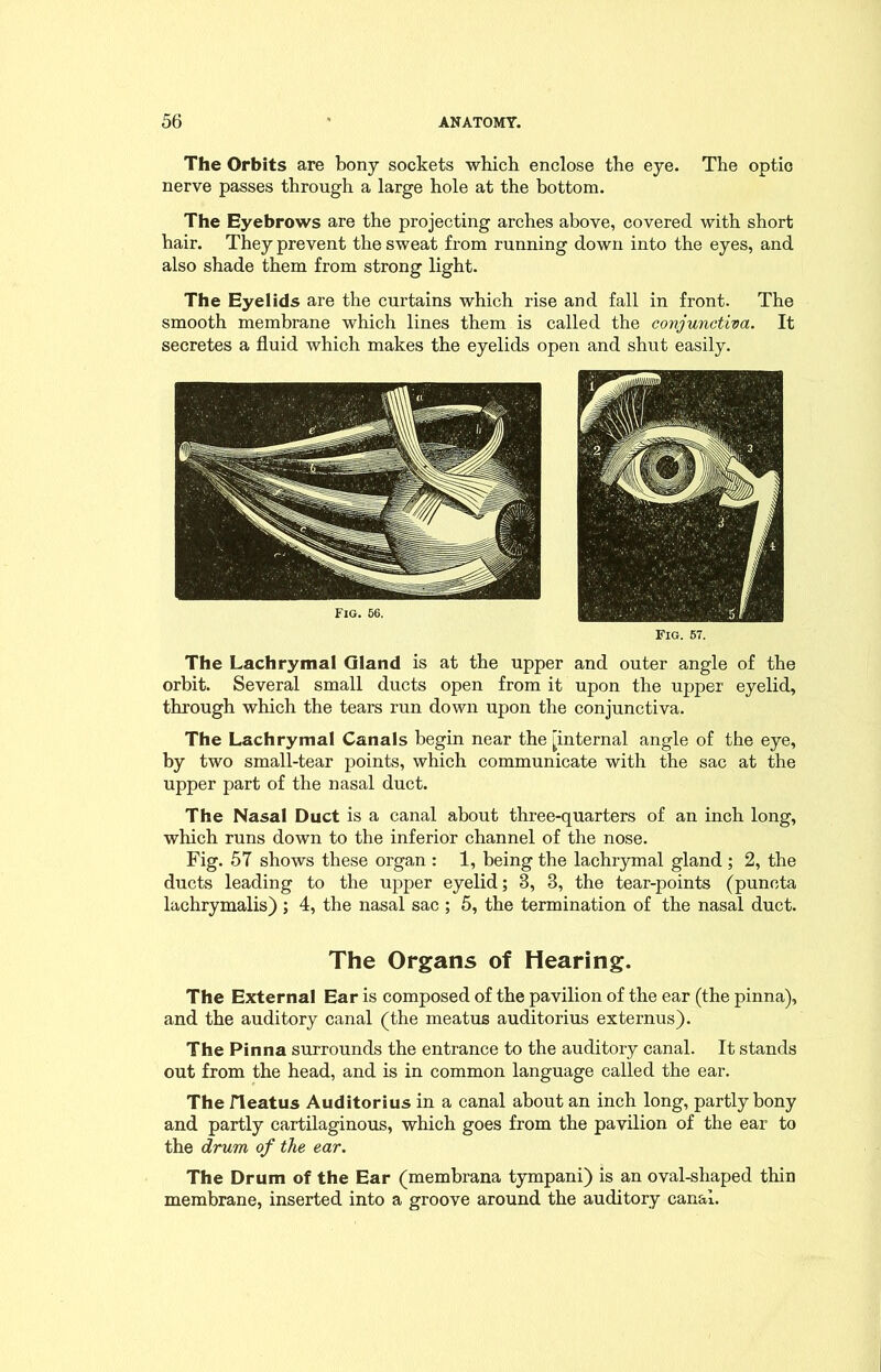 The Orbits are bony sockets which enclose the eye. The optic nerve passes through a large hole at the bottom. The Eyebrows are the projecting arches above, covered with short hair. They prevent the sweat from running down into the eyes, and also shade them from strong light. The Eyelids are the curtains which rise and fall in front. The smooth membrane which lines them is called the conjunctiva. It secretes a fluid which makes the eyelids open and shut easily. Fig. 56. The Lachrymal Gland is at the upper and outer angle of the orbit. Several small ducts open from it upon the upper eyelid, through which the tears run down upon the conjunctiva. The Lachrymal Canals begin near the [internal angle of the eye, by two small-tear points, which communicate with the sac at the upper part of the nasal duct. The Nasal Duct is a canal about three-quarters of an inch long, which runs down to the inferior channel of the nose. Fig. 57 shows these organ : 1, being the lachrymal gland ; 2, the ducts leading to the upper eyelid; 3, 3, the tear-points (puncta lachrymalis) ; 4, the nasal sac ; 5, the termination of the nasal duct. Fig. 67. The Organs of Hearing. The External Ear is composed of the pavilion of the ear (the pinna), and the auditory canal (the meatus auditorius externus). The Pinna surrounds the entrance to the auditory canal. It stands out from the head, and is in common language called the ear. The rieatus Auditorius in a canal about an inch long, partly bony and partly cartilaginous, which goes from the pavilion of the ear to the drum of the ear. The Drum of the Ear (membrana tympani) is an oval-shaped thin membrane, inserted into a groove around the auditory canal.