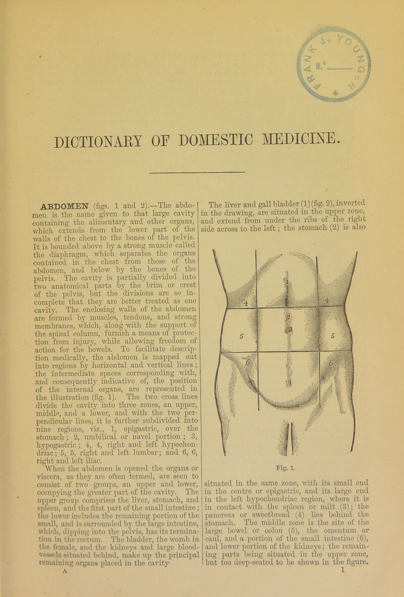 DICTIONARY OF DOMESTIC MEDICINE ABDOMEN (figs. 1 and 2).—The abdo- men is the name given to that large cavity containing the alimentary and other organs, which extends from the lower part of the walls of the chest to the bones of the pelvis. It is bounded above by a strong muscle called the diaphragm, which separates the organs contained in the chest from those of the abdomen, and below by the bones of the pelvis. The cavity is partially divided into two anatomical parts by the brim or crest of the pelvis, but the divisions are so in- complete that they are better treated as one cavity. The enclosing walls of the abdomen are formed by muscles, tendons, and strong membranes, which, along with the support of the spinal column, furnish a means of protec- tion from injury, while allowing freedom of action for the bowels. To facilitate descrip- tion medically, the abdomen is mapped out into regions by horizontal and vertical lines ; the intermediate spaces corresponding with, and consequently indicative of, the position of the internal organs, are represented in the illustration (fig. 1). The two cross lines divide the cavity into three zones, an upper, middle, and a lower, and with the two per- pendicular lines, it is further subdivided into nine regions, viz., 1, epigastric, oyer the stomach ; 2, umbilical or navel portion ; 3, hypogastric; 4, 4, right and left hypochon- driac; 5, 5, right and left lumbar; and 6, 6, right and left iliac. When the abdomen is opened the organs or viscera, as they are often termed, aro scon to consist of two groups, an upper and lower, occupying the greater part of the cavity. The upper group comprises the liver, stomach, and spleen, and the first part of the small iutestino ; tlie lower includes the remaining portion of the small, and is surrounded by the large intestine, which, dipping into the pelvis, has its termina- tion in the rectum. The bladder, the womb in the female, and the kidneys and largo blood- vessels situated behind, make up the principal remaining organs placed in the cavity A The liver and gall bladder (1) (fig. 2), inverted in the drawing, are situated in the upper zone, and extend from under the ribs of the right side across to the left; the stomach (2) is also Fig. 1. situated in the same zone, with its small end in the centre or epigastric, and its large end in the loft hypochondriac region, where it is in contact with the spleen or milt (3); the pancreas or sweetbread (4) lies behind the stomach. The middle zone is the sito of the large bowel or colon (5), the omentum or caul, and a portion of the small intestine (6), and lower portion of the kidneys; the remain- ing parts being situated in the upper zone, but too deep-seated to bo shown in the figure.