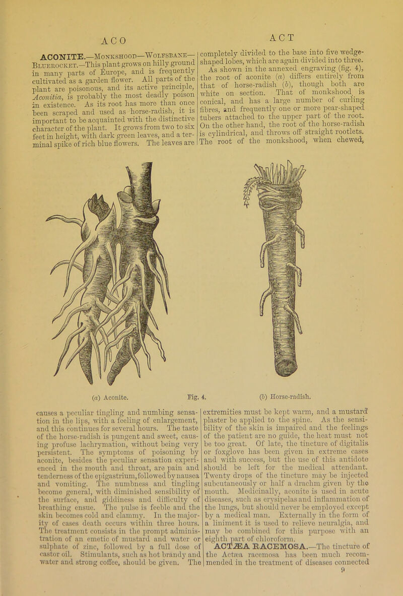 ACO ACT AC ONITE .—Monkshood—W olfsbane— Bltjerocket. —This plant grows on hilly ground in many parts of Europe, and is frequently cultivated as a garden flower. All parts of the plant are poisonous, and its active principle, Aconitia, is probably the most deadly poison in existence. As its root has more than once been scraped and used as horse-radish, it. is important to be acquainted with the distinctive character of the plant. It grows from two to six feet in height, with dark green leaves, and a ter- minal spike of rich blue flowers. The leaves are completely divided to the base into five wedge- shaped lobes, which are again divided into three. As shown in the annexed engraving (fig. 4), the root of aconite (a) differs entirely from that of horse-radish (&), though both are white on section. That of monkshood is conical, and has a large number of cui'ling fibres, and frequently one or more pear-shaped tubers attached to the upper part of the root. On the other hand, the root of the horse-radish is cylindrical, and throws off straight rootlets. The root of the monkshood, when chewed.. (a) Aconite. Fig. 4. (6) Horse-radish. causes a peculiar tingling and numbing sensa- tion in the lips, with a feeling of enlargement, and this continues for several hours. The taste of the horse-radish is pungent and sweet, caus- ing profuse lachrymation, without being very persistent. The symptoms of poisoning by aconite, besides the peculiar sensation experi- enced in the mouth and throat, are pain and tenderness of the epigastrium, followed by nausea and vomiting. The numbness and tingling become general, with diminished sensibility of the surface, and giddiness and difficulty of breathing ensue. The pulse is feeble and the skin becomes cold and clammy. In the major- ity of cases death occurs within three hours. The treatment consists in the prompt adminis- tration of an emetic, of mustard and water or sulphate of zinc, followed by a full dose of castor oil. Stimulants, such as hot brandy and water arid strong coffee, should be given. The extremities must be kept warm, and a mustard plaster be applied to the spine. As the sensi- bility of the skin is impaired and the feelings of the patient are no guide, the heat must not be too great. Of late, the tincture of digitalis or foxglove has been given in extreme cases and with success, but the use of this antidote should be left for the medical attendant. Twenty drops of the tincture may be injected subcutaneously or half a drachm given by the mouth. Medicinally, aconite is used in acute diseases, such as erysipelas and inflammation of the lungs, but should never be employed except by a medical man. Externally in the form of a liniment it is used to relieve neuralgia, and may bo combined for this purpose with an eig litli_i art of chloroform. ACT AS A EACEMOSA.—The tincture of the Actiea racemosa has been much recom- mended in the treatment of diseases connected p