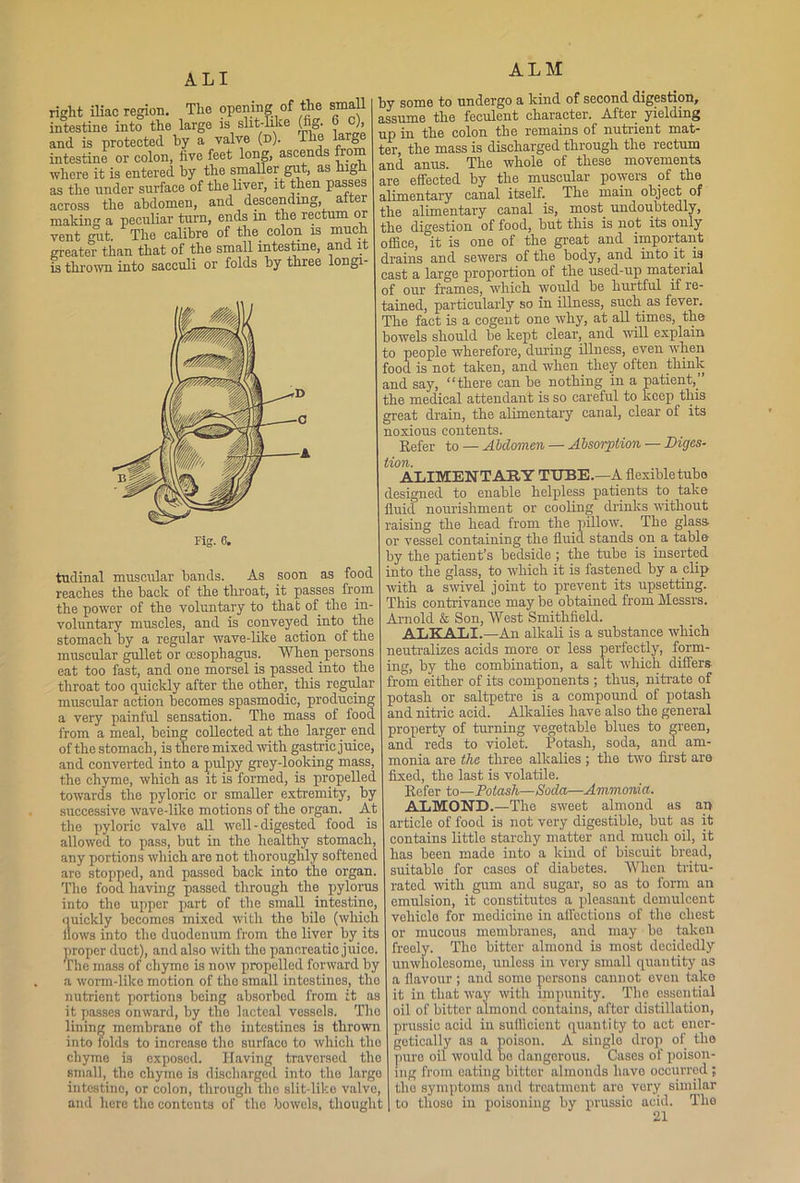 A LI right iliac region. The opening of the sma intestine into the large is slit-like (fig. 6 c), and is protected by a valve (d). The large intestine or colon, five feet long, ascends from where it is entered by the smaller gut, as high as the under surface of the liver, it then passes across the abdomen, and descending, alter making a peculiar turn, ends in the rectum or vent gut. The calibre of the colon is much greater than that of the small intestine, and it is thrown into sacculi or folds by three longi- Fig. 6. tudinal muscular bands. As soon as food reaches the back of the throat, it passes from the power of the voluntary to that of the in- voluntary muscles, and is conveyed into the stomach by a regular wave-like action of the muscular gullet or oesophagus. When persons eat too fast, and one morsel is passed into the throat too quickly after the other, this regular muscular action becomes spasmodic, producing a very painful sensation. The mass of food from a meal, being collected at the larger end of the stomach, is there mixed with gastric juice, and converted into a pulpy grey-looking mass, the chyme, which as it is formed, is propelled towards the pyloric or smaller extremity, by successive wave-like motions of the organ. At the pyloric valve all well - digested food is allowed to pass, but in tho healthy stomach, any portions which aro not thoroughly softened are stopped, and passed back into the organ. The food having passed through the pylorus into the upper part of the small intestine, quickly becomes mixed with tho bile (which nows into the duodenum from the liver by its proper duct), and also with tho pancreatic juico. The mass of chyme is now propelled forward by a worm-like motion of tho small intestines, tho nutrient portions being absorbed from it as it passes onward, by the lacteal vessels. The lining membrane of tho intestines is thrown into folds to increase tho surface to which the chyme is exposed. Having traversed tho small, the chyme is discharged into the largo intestine, or colon, through the slit-like valve, and here the contents of the bowels, thought ALM by some to undergo a kind of second digestion, assume the feculent character. After yielding up in the colon the remains of nutrient mat- ter, the mass is discharged through the rectum and anus. The whole of these movements are effected by the muscular powers of the alimentary canal itself. The main object of the alimentary canal is, most undoubtedly, the digestion of food, but this is not its only office, it is one of the great and important drains and sewers of the body, and into it is cast a large proportion of the used-up material of our frames, which would be hurtful if re- tained, particularly so in illness, such as fever. The fact is a cogent one why, at all times, the bowels should be kept clear, and will explain to people wherefore, during illness, even when food is not taken, and when they often think and say, u there can be nothing in a patient,, the medical attendant is so careful to keep this great drain, the alimentary canal, clear of its noxious contents. Refer to — Abdomen — Absorption — Diges- tion. ALIMENTARY TUBE.—A flexible tube designed to enable helpless patients to take fluid nourishment or cooling drinks without raising the head from the pillow. The glass- or vessel containing the fluid stands on a table by the patient’s bedside ; the tube is inserted into the glass, to which it is fastened by a clip with a swivel joint to prevent its upsetting. This contrivance may be obtained from Messrs. Arnold & Son, West Smithfield. ALKALI.—An alkali is a substance which neutralizes acids more or less perfectly, form- ing, by the combination, a salt which differs- from either of its components ; thus, nitrate of potash or saltpetre is a compound of potash and nitric acid. Alkalies have also the general property of turning vegetable blues to green, and reds to violet. Potash, soda, and am- monia are the three alkalies; the two first aro fixed, the last is volatile. Refer to—Potash—Soda—Ammonia. ALMOND.—The sweet almond as an article of food is not very digestible, but as it contains little starchy matter and much oil, it has been made into a kind of biscuit bread, suitable for cases of diabetes. When tritu- rated with gum and sugar, so as to form an emulsion, it constitutes a pleasant demulcent vehicle for medicine in affections of the chest or mucous membranes, and may be taken freely. Tho bitter almond is most decidedly unwholesome, unless in very small quantity as a flavour ; and some persons cannot even take it in that way with impunity. The essential oil of bitter almond contains, after distillation, prussic acid in sufficient quantity to act ener- getically as a poison. A single drop of the pure oil would be dangerous. Cases of poison- ing from eating bitter almonds have occurred ; tho symptoms and treatment are very similar to those in poisoning by prussic acid. The