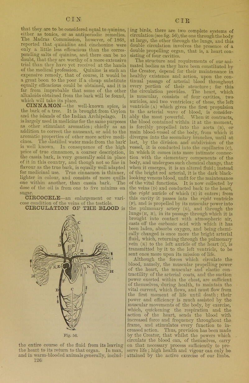 CIR that they are to be considered equal to quinine, either as tonics, or as antiperiodic remedies. The Madras Commission, however, of 1868, reported that quinidine and cinchonino were only a little less efficacious than the corres- ponding salts of quinine, and there can be no doubt, that they are worthy of a more extensive trial than they have yet received at the hands of the medical profession. Quinine is such an expensive remedy, that of course, it would he a great boon to the poor if a cheap substitute equally efficacious could be obtained, and it is far from improbable that some of the other alkaloids obtained from the bark null be found, which will take its place. CINNAMON—the well-known spice, is the bark of a tree. It is brought from Ceylon and the islands of the Indian Archipelago. It is largely used in medicine for the same purposes as other stimulant aromatics; chiefly as an addition to correct the nauseant, or add to the aromatic properties of other more active medi- cines. The distilled water made from the bark is well known. In consequence of the high price of true cinnamon, a coarser description, the cassia bark, is very generally sold in place of it in this country, and though not so fine in flavour as the ti-ue bark, is equally well adapted for medicinal use. True cinnamon is thinner, lighter in colour, and consists of more quills one within another, than cassia bark. The dose of the oil is from one to five minims on sugar. CIRCOCELE —an enlargement or vari- cose condition of the veins of the testicle. CIRCULATION OF THE BLOOD is Fig. 50. the entire course of the fluid from its leaving the heart to its return to that organ. In man, and in warm-blooded animals generally, iuclud- 126 ing birds, there arc two complete systems of circulation (see fig. 56), the one through the body at large, the other through the lungs, and this double circulation involves the presence of a double propelling organ, that is, a heart con- sisting of four cavities. The structure and requirements of our ani- mated bodies as they have been constituted by the Creator, depend for their maintenance in healthy existence and action, upon the con- tinual passage of arterial blood throughout every portion of their structure; for this the circulation provides. The heart, which is muscular, consists of four cavities, two auricles, and two ventricles; of these, the left ventricle (a) which gives the first propulsion to the arterial wave of blood, is consider- ably the most powerful. When it contracts, the blood contained within it at the moment, is forcibly propelled into the aorta (b), or main blood-vessel of the body, from which it diverges into the secondary branches, until at last, by the division and subdivision of the vessel, it is conducted into the capillaries (c), in which it comes into more intimate connec- tion with the elementary components of the body, and undergoes such chemical change, that when it emerges, it is an altered fluid; instead of the bright red arterial, it is the dark black- looking venous blood, unfit for the maintenance of the vital functions. It is now collected by the veins (d) and conducted back to the heart, the right auricle of which (e) it enters; from this cavity it passes into the right ventricle (f), and is propelled by its muscular power into the pulmonary artery (g), and through the lungs (h, ii), in its passage througli which it is brought into contact with atmospheric air, casts off the carbonic acid with which it has been laden, absorbs oxygen, and being chemi- cally changed is once more the bright arterial fluid, which, returning through the pulmonary vein (k) to the left auricle of the heart (i), is transmitted by it to the left ventricle, to be sent once more upon its mission of life. Although the forces which circulate the blood, namely, the muscular propelling power of the heart, the muscular and elastic con- tractility of the arterial coats, and the suction power exerted within the chest, are sufficient of themselves, during health, to maintain the vital current, which flows, and must flow from the first moment of life until death; their power and efficiency is much assisted by the muscular movements of the body, by exercise, which, quickening the respiration and the action of the heart, sends the blood with increased force and frequency throughout the frame, and stimulates every function to in- creased action. Thus, provision has been made by the Creator, that whilst the powers which circulate the blood can, of themselves, carry on that necessary process sufficiently to pre- serve life ; high health and vigour can only be attained by the active exorcise of our limbs.