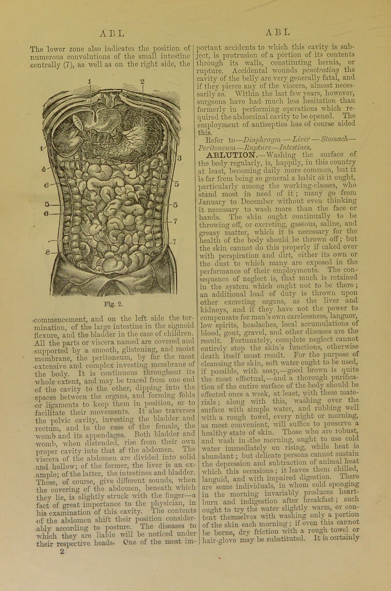 ALL ALL The lower zone also indicates the position of numerous convolutions of the small intestine centrally (7), as well as on the right side, the Fig. 2. .commencement, and on the left side the ter- mination, of the large intestine in the sigmoid flexure, and the bladder in the case of children. All the parts or viscera named are covered and supported by a smooth, glistening, and moist membrane, the peritoneum, by lar the most •extensive and complex investing membrane of the body. It is continuous throughout its whole extent, and may be traced from one end of the cavity to the other, dipping into the spaces between the organs, and forming folds ■or ligaments to keep them in position, or to facilitate their movements. It also traverses the pelvic cavity, investing the bladder and rectum, and in the case of the female, the womb and its appendages. Both bladder and womb, when distended, rise from their own proper cavity into that of the abdomen. The viscera of the abdomen are divided into solid and hollow; of the former, the liver is an ex- ample; of the latter, the intestines and bladder. These, of course, give different sounds, when the covering of the abdomen, beneath which they lie, is slightly struck with the finger—a fact of great importance to_ the physician, in his examination of this cavity. A he contents of the abdomen shift their position . consider- ably according to posture. The diseases to which they are liable will be noticed under their respective heads- One of the most im- 2 portant accidents to which this cavity is sub- ject, is protrusion of a portion of its contents through its walls, constituting hernia, or rupture. Accidental wounds penetrating the cavity of the belly .are very generally fatal, and if they pierce any of the viscera, almost neces- sarily so. Within the last few j-ears, however, surgeons have had much less hesitation than formerly in performing operations which re- quired the abdominal cavity to be opened. The employment of antiseptics has of course aided this. Refer to—Diaphragm — Liver — Stomach— Peritoneum—Rupture—Intestines. ABLUTION.—Washing the surface of the body regularly, is, happily, in this country at least, becoming daily more common, but it is far from being so general a habit as it ought, particularly among the working-classes, who stand most in need of it; many go from January to December without even thinking it necessary to wash more than the face or hands. The skin ought continually to bo throwing oif, or excreting, gaseous, saline, and greasy matter, which it is necessary for the health of the body should be thrown off; but the skin cannot do this properly if caked over with perspiration and dirt, either its own or the dust to which many are exposed in the performance of their employments. The con- sequence of neglect is, that much is retained in the system which ought not to bo there ; an additional load of duty is thrown upon other excreting organs, as the liver and kidneys, and if they have not the power to compensate for man’s own carelessness, languor, low spirits, headaches, local accumulations of blood, gout, gravel, and other diseases are the result. Fortunately, complete neglect cannot entirely stop the skin’s functions, otherwise death itself must result. For the purpose of cleansing the skin, soft water ought to be used, if possible, with soap,—good brown is quite the most effectual,—and a thorough purifica- tion of the entire surface of the body should be effected once a week, at least, with these mate- rials ; along with this, washing over the surface with simple water, and rubbing well with a rough towel, every night or morning, as most convenient, will suffice to preserve a healthy state of skin. Those who are robust, and wash in the morning, ought to use cold water immediately on rising, while heat is abundant; but delicate persons cannot sustain the depression and subtraction of animal heat which this occasions; it leaves them chilled, languid, and with impaired digestion, there are some individuals, in whom cold sponging in the morning invariably produces heart- burn and indigestion after brealefast; such ought to try the water slightly warm, or con- tent themselves with washing only a portion of the skin each morning ; if even this cannot- bo borne, dry friction with a rough towel or hair-glove may be substituted. It is certainly