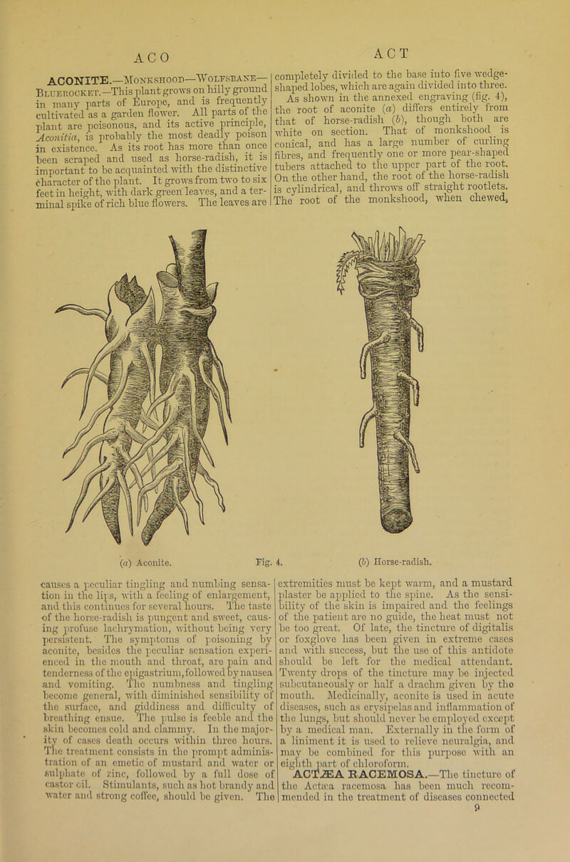 ACO ACONITE.—Monkshood—'Wolfsbane— Bluehocket.—This plant grows on hilly ground in many parts of Europe, and is frequently cultivated as a garden flower. All parts of the plant arc poisonous, and its active piinciple, Aconitia, is probably the most deadly poison in existence. As its root has more than once been scraped and used as horse-radish, it. is important to he acquainted with the distinctive character of the plant. It grows from two to six feet in height, with dark green leaves, and a ter- minal spike of rich blue flowers. The leaves are ACT completely divided to the base into five wedge- shaped lobes, which are again divided into three. As shown in the annexed engraving (fig. 4), the root of aconite (a) differs entirely from that of horse-radish (6), though both are white on section. That of monkshood is conical, and has a large number of curling fibres, and frequently one or more pear-shaped tubers attached to the upper part of the root. On the other hand, the root of the. horse-radish is cylindrical, and throws off straight rootlets. The root of the monkshood, when chewed. («) Aconite. Fig. 4. (!>) Horse-radish. causes a peculiar tingling and numbing sensa- tion in the lip s, with a feeling of enlargement, and this continues for several hours. The taste of the horse-radish is pungent and sweet, caus- ing profuse laclirymation, without being very persistent. The symptoms of poisoning by aconite, besides the peculiar sensation experi- enced in the mouth and throat, are pain and tenderness of the epigastrium, followed by nausea and vomiting. The numbness and tingling become general, with diminished sensibility of the surface, and giddiness and difficulty of breathing ensue. The pulse is feeble and the shin becomes cold and clammy. In the major- ity of cases death occurs within three hours. The treatment consists in the prompt adminis- tration of an emetic of mustard and water or sulphate of zinc, followed by a full dose of castor oil. Stimulants, such as hot brandy and water and strong coffee, should bo given. Tho extremities must be kept warm, and a mustard plaster be applied to the spine. As tho sensi- bility of the skin is impaired and tho feelings of tho patient are no guide, the heat must not be too great. Of late, the tincture of digitalis or foxglove has been given in extreme cases and with success, but the use of this antidote should be left for tho medical attendant. Twenty drops of the tincture may be injected subcutaneously or half a drachm given by tho mouth. Medicinally, aconite is used in acute diseases, such as erysipelas and inflammation of the lungs, but should never be employed except by a medical man. Externally in the form of a liniment it is used to relievo neuralgia, and may bo combined for this purpose with an eighth part of chloroform. ACTAEA EACEMOSA.-The tincture of tho Aeta'a racemosa has been much recom- | mended in tho treatment of diseases connected