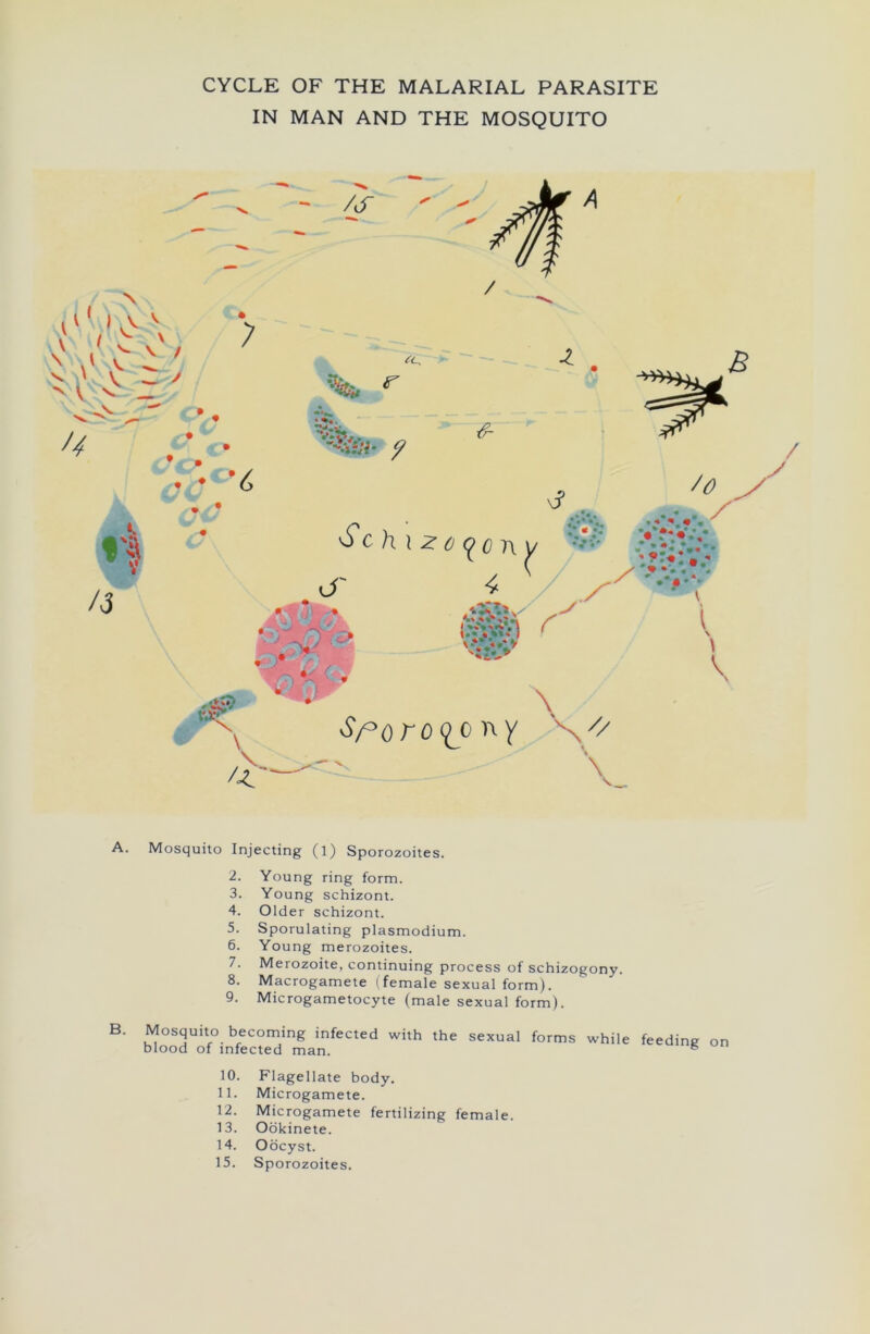 CYCLE OF THE MALARIAL PARASITE IN MAN AND THE MOSQUITO I \ v v > V / „s  \ u ; '6 %* ^ 1 'Schizogony Cr « i 1 \ \ A. Mosquito Injecting (l) Sporozoites. 2. Young ring form. 3. Young schizont. 4. Older schizont. 5. Sporulating plasmodium. 6. Young merozoites. 7. Merozoite, continuing process of schizogony. 8. Macrogamete (female sexual form). 9. Microgametocyte (male sexual form). B- Mosquito becoming infected with the sexual forms while feeding on blood of infected man. 6 10. Flagellate body. 11. Microgamete. 12. Microgamete fertilizing female. 13. Ookinete. 14. Oocyst.