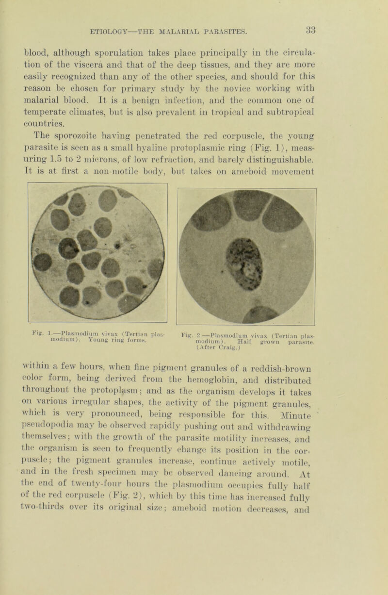 blood, although sporulation takes place principally in the circula- tion of the viscera and that of the deep tissues, and they are more easily recognized than any of the other species, and should for this reason be chosen for primary study by the novice working with malarial blood. It is a benign infection, and the common one of temperate climates, but is also prevalent in tropical and subtropical countries. The sporozoite having penetrated the red corpuscle, the young parasite is seen as a small hyaline protoplasmic ring (Fig. 1), meas- uring 1.5 to 2 microns, of low refraction, and barely distinguishable. It is at first a non-motile body, but takes on ameboid movement utisvil U HI ) . A (After Craig.) within a few hours, when fine pigment granules of a reddish-brown color form, being derived from the hemoglobin, and distributed thioughout the protoplasm; and as the organism develops it takes on various irregular shapes, the activity of the pigment granules, which is very pronounced, being responsible for this. Minute pseudopodia may be observed rapidly pushing out and withdrawing themselves; with the growth of the parasite motility increases, and the organism is seen to frequently change its position in the cor- puscle; the pigment granules increase, continue actively motile, and in the fresh specimen may be observed dancing around. At the end of twenty-four hours the plasmodium occupies fully half of the red corpuscle (Fig. 2), which by this time has increased fully two-thirds over its original size; ameboid motion decreases and