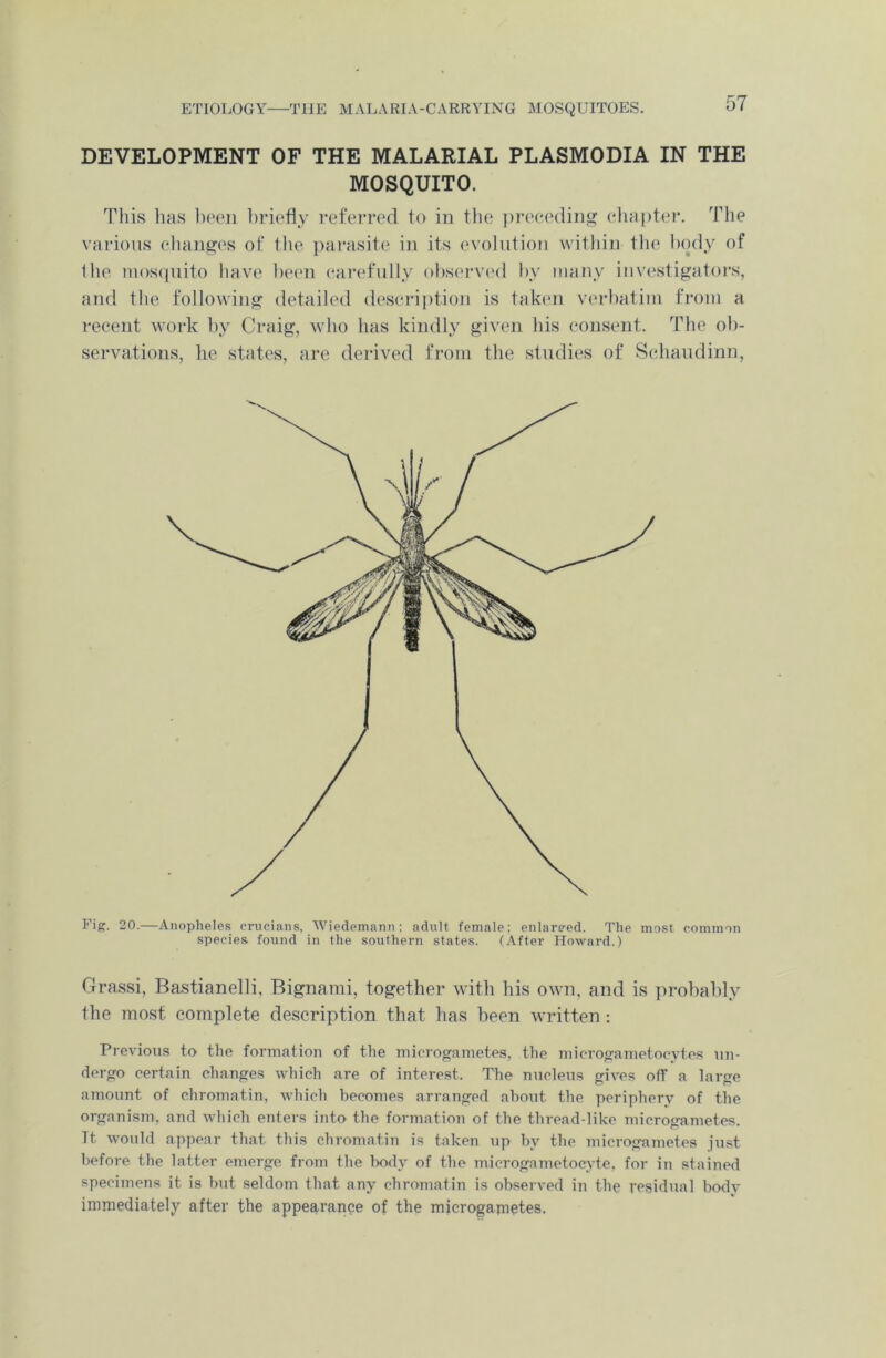 DEVELOPMENT OF THE MALARIAL PLASMODIA IN THE MOSQUITO. various changes of the parasite in its evolution within the body of Ihe mosquito have been carefully observed by many investigators, recent work by Craig, who has kindly given his consent. The ob- servations, he states, are derived from the studies of Schaudinn, Fig. 20.—Anopheles crucians, Wiedemann; adult female; enlare-ed. The most common species found in the southern states. (After Howard.) Grassi, Bastianelli, Bignami, together with his own, and is probably the most complete description that has been written: Previous to the formation of the microgametes, the microgametoevtes un- dergo certain changes which are of interest. The nucleus gives off a large amount of chromatin, which becomes arranged about the periphery of the organism, and which enters into the formation of the thread-like microgametes. It would appear that this chromatin is taken up by the microgametes just before the latter emerge from the body of the microgametocyte, for in stained specimens it is but seldom that any chromatin is observed in the residual body immediately after the appearance of the microgametes.