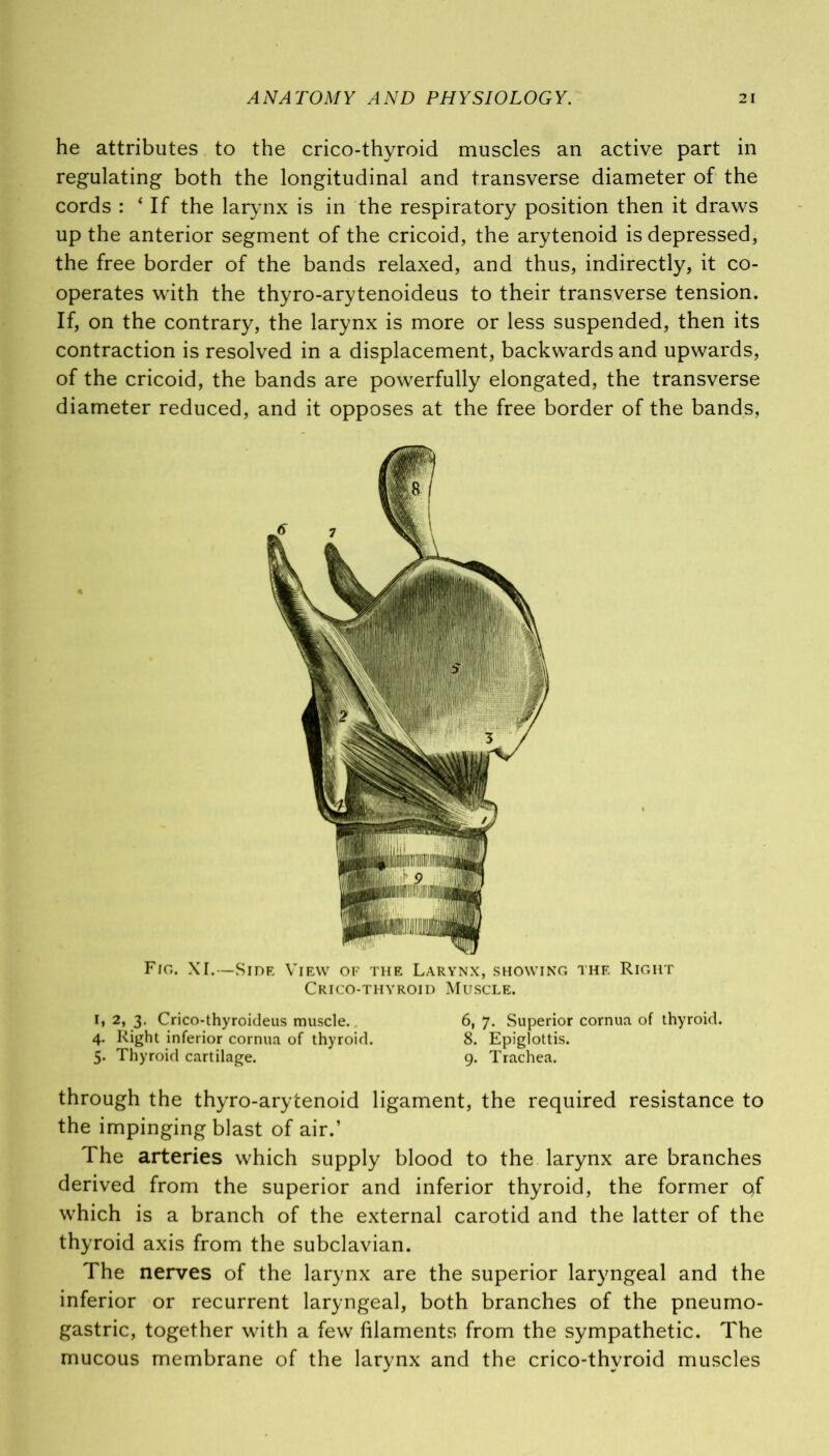 he attributes to the crico-thyroid muscles an active part in regulating both the longitudinal and transverse diameter of the cords : ‘ If the larynx is in the respiratory position then it draws up the anterior segment of the cricoid, the arytenoid is depressed, the free border of the bands relaxed, and thus, indirectly, it co- operates with the thyro-arytenoideus to their transverse tension. If, on the contrary, the larynx is more or less suspended, then its contraction is resolved in a displacement, backwards and upwards, of the cricoid, the bands are powerfully elongated, the transverse diameter reduced, and it opposes at the free border of the bands, Fig. XI.—Side View of the Larynx, showing the Right Crico-thyroid Muscle. i, 2, 3. Crico-thyroideus muscle. 6, 7. Superior cornua of thyroid. 4. Right inferior cornua of thyroid. 8. Epiglottis. 5. Thyroid cartilage. 9. Trachea. through the thyro-arytenoid ligament, the required resistance to the impinging blast of air.’ The arteries which supply blood to the larynx are branches derived from the superior and inferior thyroid, the former of which is a branch of the external carotid and the latter of the thyroid axis from the subclavian. The nerves of the larynx are the superior laryngeal and the inferior or recurrent laryngeal, both branches of the pneumo- gastric, together with a few filaments from the sympathetic. The mucous membrane of the larynx and the crico-thyroid muscles