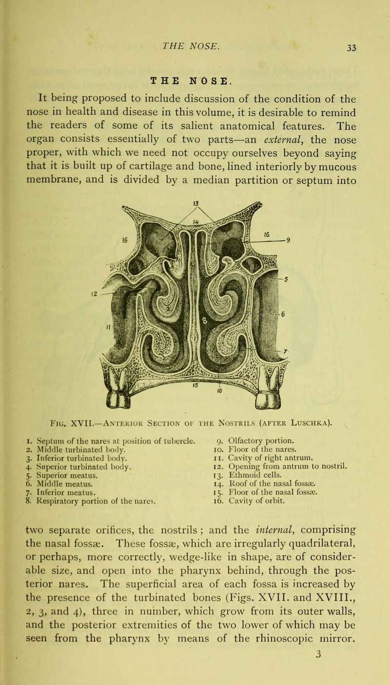 THE NOSE. It being proposed to include discussion of the condition of the nose in health and disease in this volume, it is desirable to remind the readers of some of its salient anatomical features. The organ consists essentially of two parts—an external, the nose proper, with which we need not occupy ourselves beyond saying that it is built up of cartilage and bone, lined interiorly by mucous membrane, and is divided by a median partition or septum into 12 Fig. XVII.—Anterior Section of the Nostrils (after Luschka). 1. Septum of the nares at position of tubercle. 2. Middle turbinated body. 3. Inferior turbinated body. 4. Superior turbinated body. 5. Superior meatus. 6. Middle meatus. 7. Inferior meatus. 8. Respiratory portion of the nares. 9. Olfactory portion. 10. Floor of the nares. 11. Cavity of right antrum. 12. Opening from antrum to nostril. 13. Ethmoid cells. 14. Roof of the nasal fossae. 15. Floor of the nasal fossae. 16. Cavity of orbit. two separate orifices, the nostrils ; and the internal, comprising the nasal fossa;. These fossa;, which are irregularly quadrilateral, or perhaps, more correctly, wedge-like in shape, are of consider- able size, and open into the pharynx behind, through the pos- terior nares. The superficial area of each fossa is increased by the presence of the turbinated bones (Figs. XVII. and XVIII., 2, 3, and 4), three in number, which grow from its outer walls, and the posterior extremities of the two lower of which may be seen from the pharynx by means of the rhinoscopic mirror. 3