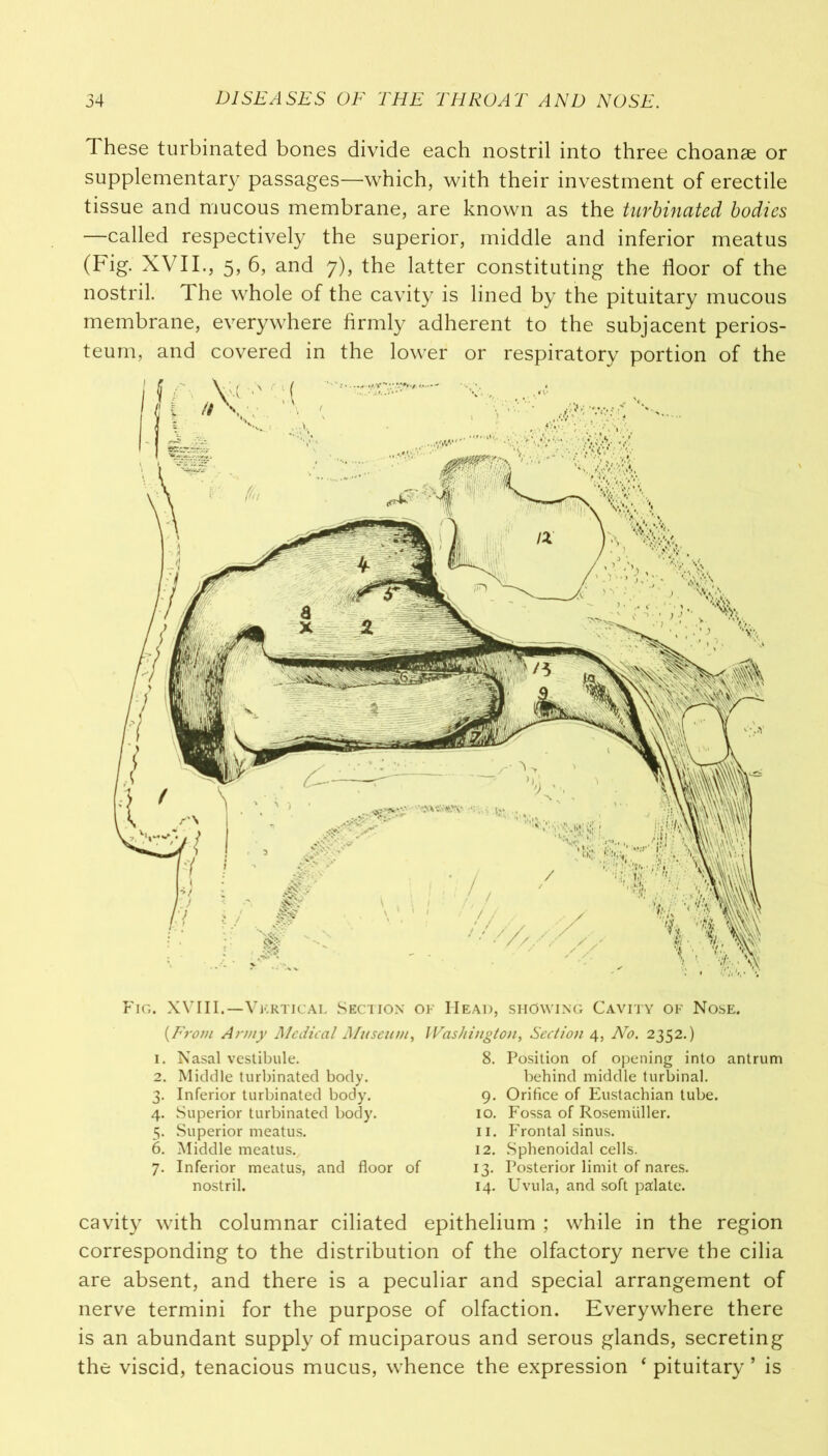 These turbinated bones divide each nostril into three choanse or supplementary passages—which, with their investment of erectile tissue and mucous membrane, are known as the turbinated bodies —called respectively the superior, middle and inferior meatus (Fig. XVII., 5, 6, and 7), the latter constituting the floor of the nostril. The whole of the cavity is lined by the pituitary mucous membrane, everywhere firmly adherent to the subjacent perios- teum, and covered in the lower or respiratory portion of the Fig. XVIII.—Vertical Section of Head, showing Cavity of Nose. (From Army Medical Museum, Washington, Section 4, No. 2352.) 1. Nasal vestibule. 2. Middle turbinated body. 3. Inferior turbinated body. 4. Superior turbinated body. 5. Superior meatus. 6. Middle meatus. 7. Inferior meatus, and floor of nostril. 8. Position of opening into antrum behind middle turbinal. 9. Orifice of Eustachian tube. 10. Fossa of Rosemiiller. 11. Frontal sinus. 12. Sphenoidal cells. 13. Posterior limit of nares. 14. Uvula, and soft palate. cavity with columnar ciliated epithelium ; while in the region corresponding to the distribution of the olfactory nerve the cilia are absent, and there is a peculiar and special arrangement of nerve termini for the purpose of olfaction. Everywhere there is an abundant supply of muciparous and serous glands, secreting the viscid, tenacious mucus, whence the expression ‘ pituitary ’ is