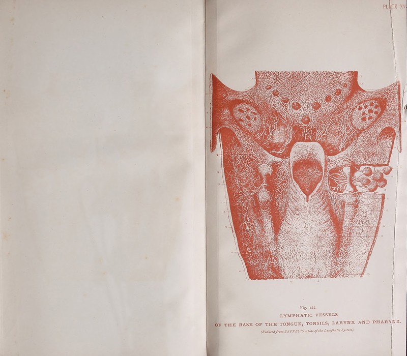 Fig. 122. LYMPHATIC VESSELS OF THE BASE OF THE TONGUE, TONSILS, LARYNX (Reducedfrom SARPEVS Atlas of the Lymphatic System). AND PHARI